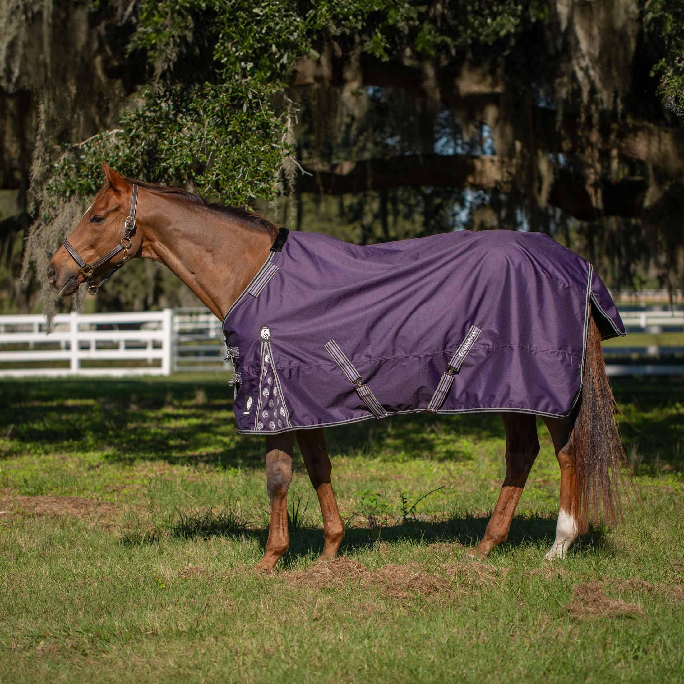 Equinavia Norse No Fill Horse Rain Blanket (0g) | Waterproof Lightweight Turnout Sheet - Black - 66 in - Grape Purple - 72 in