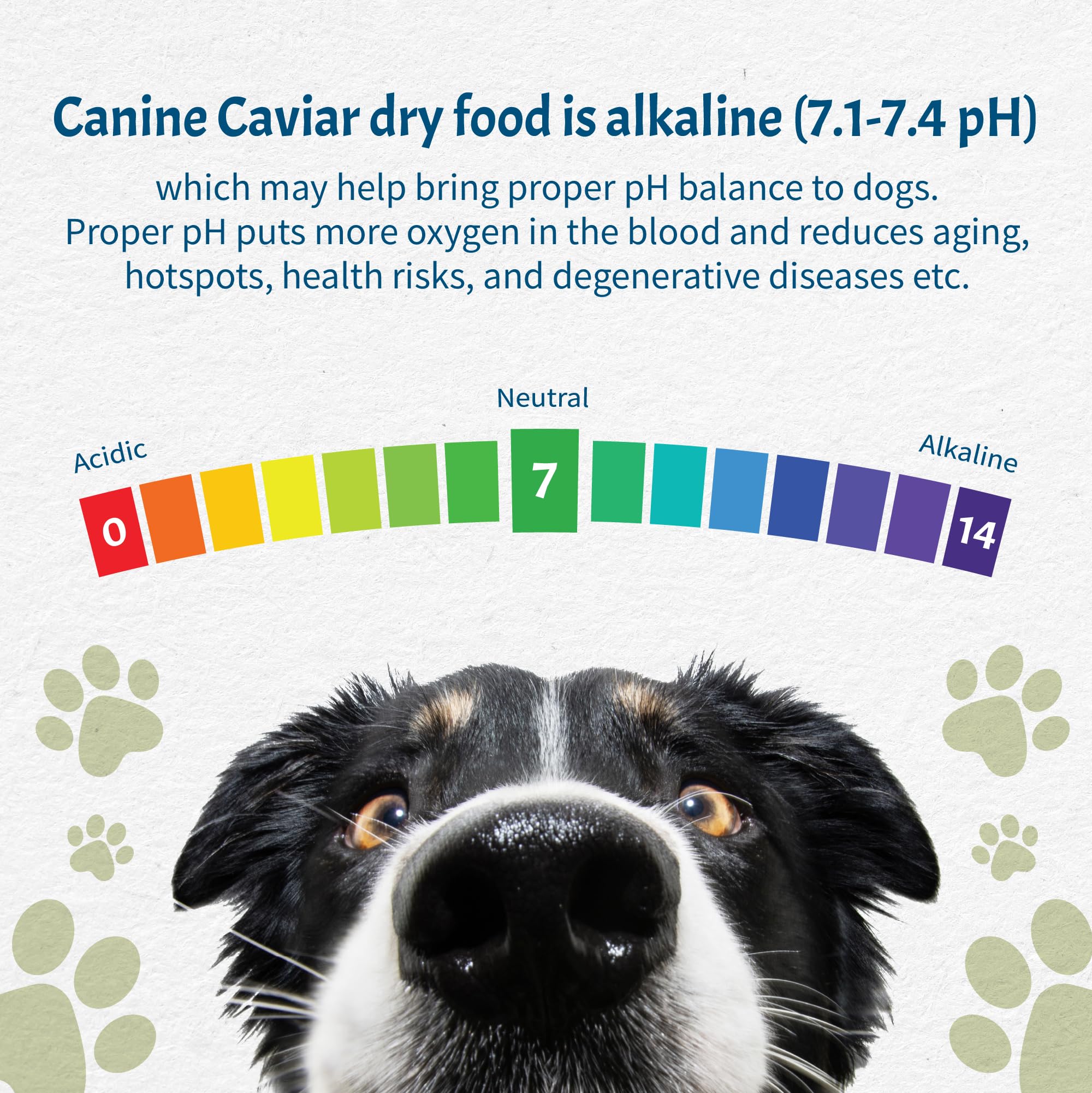 Canine Caviar - Open Sky: Duck & Teff Alkaline Dry Dog Food, Limited Ingredients, Gluten-Free, Based on Science & Research, Vete