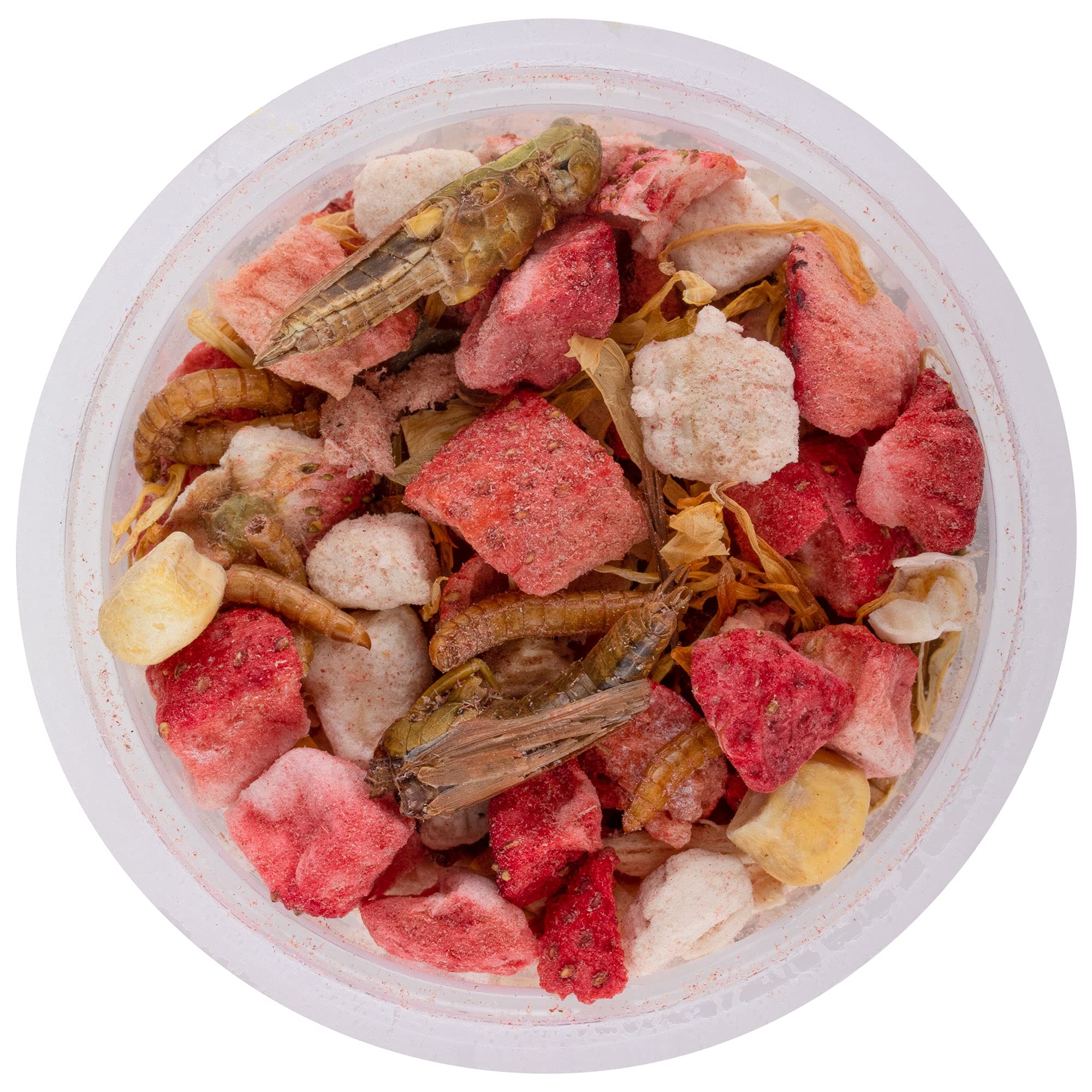 Healthy Herp Box Turtle Food Instant Meal for Reptiles - Nutritious Turtle and Tortoise Food, Habitat Accessories - Made in USA,