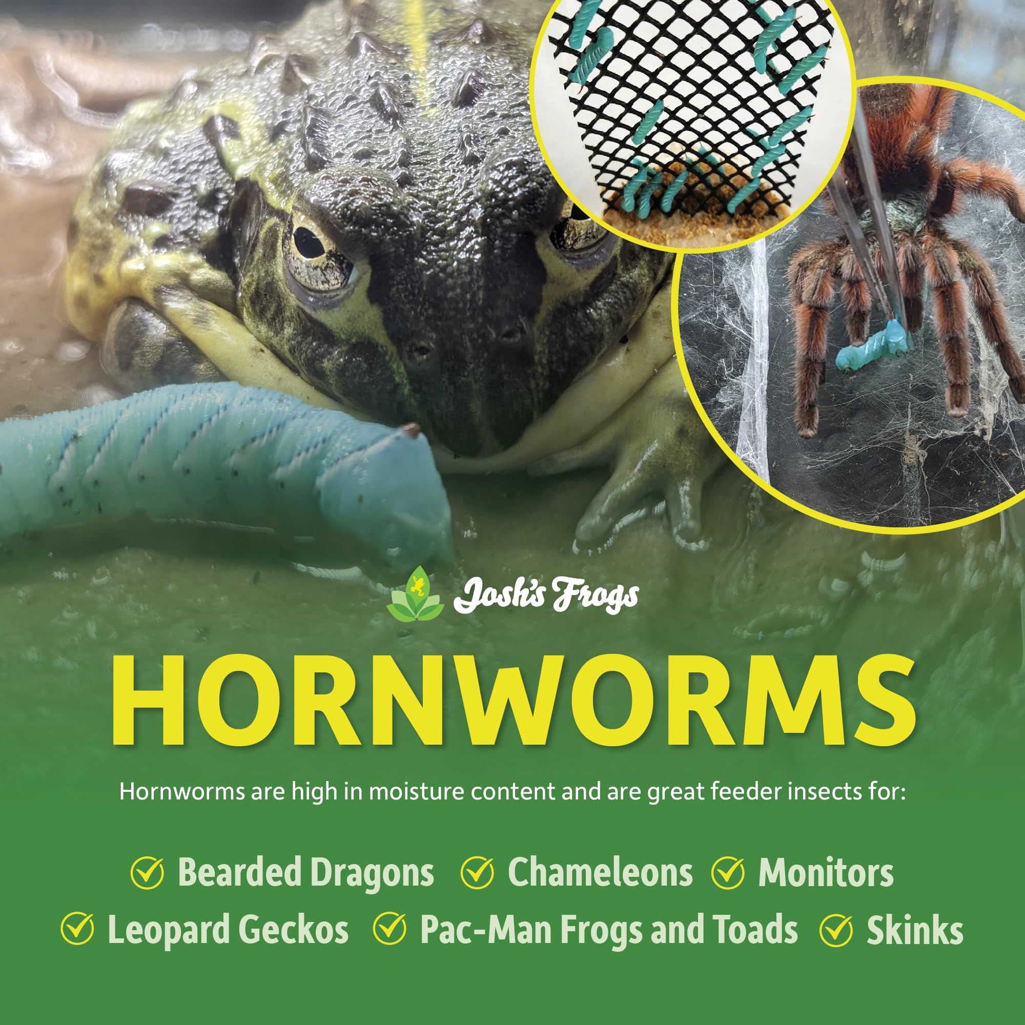 Joshs Frogs Hornworms Habitat Cup (25 Count Cup)