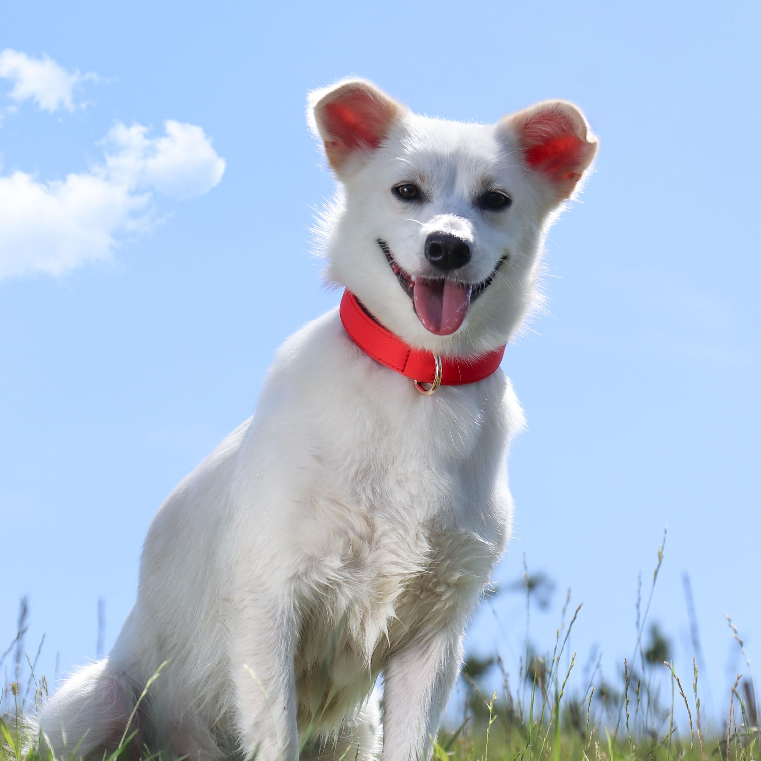 Didog Soft Padded Dog Collars For Small Dogs, Lightweight And Breathable Dog Collar Waterproof With Metal Buckle For Puppy, Red,