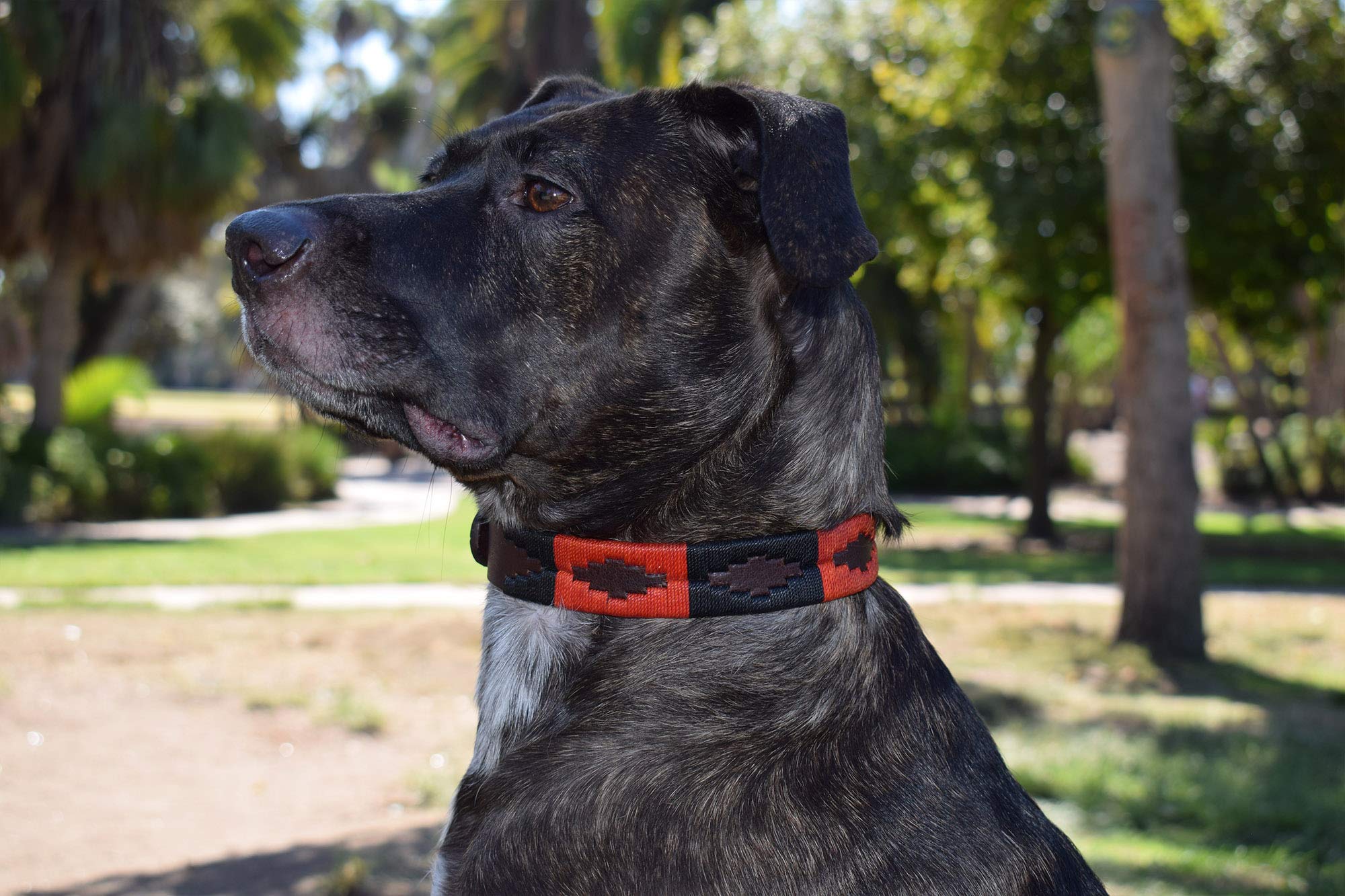 Gaucho Goods Leather Dog Collar - Moab (L)