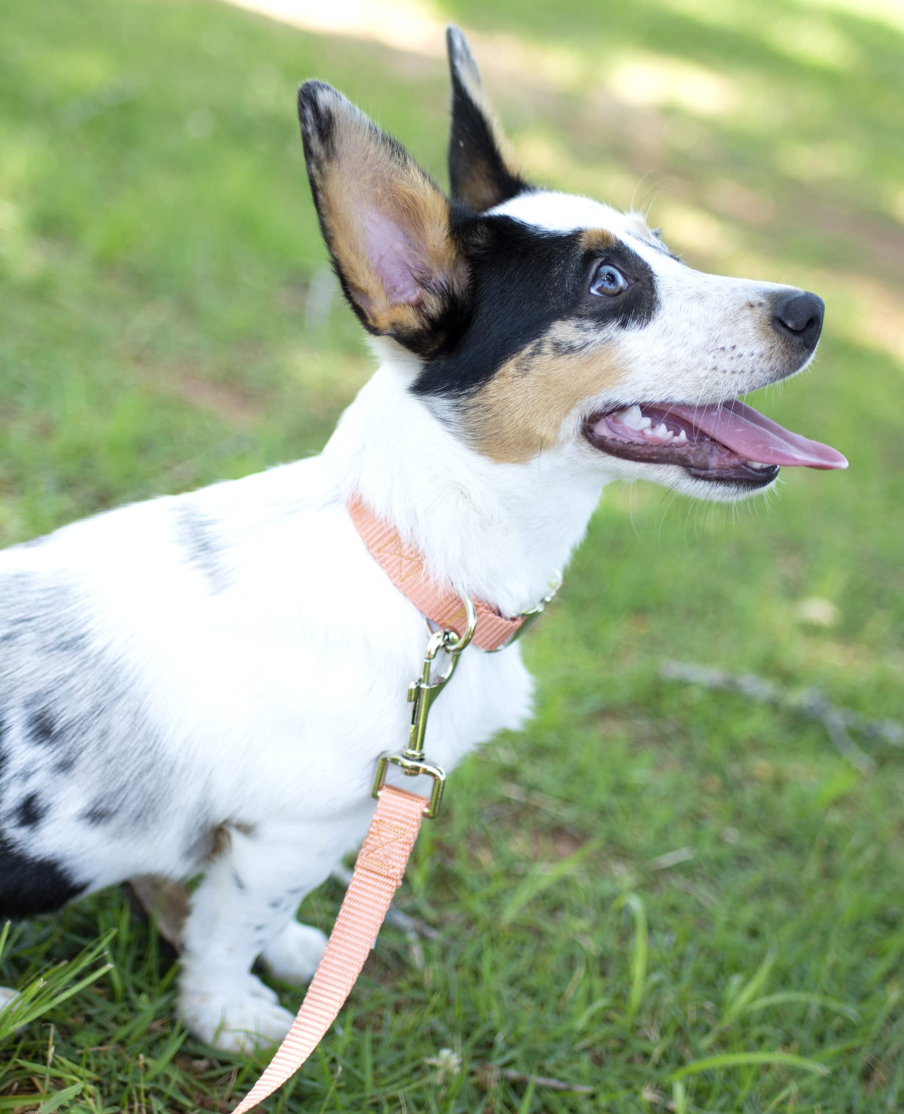Country Brook Design - Vibrant 30+ Color Selection - Premium Nylon Dog Collar With Metal Buckle (Small, 3/4 Inch, Coral)