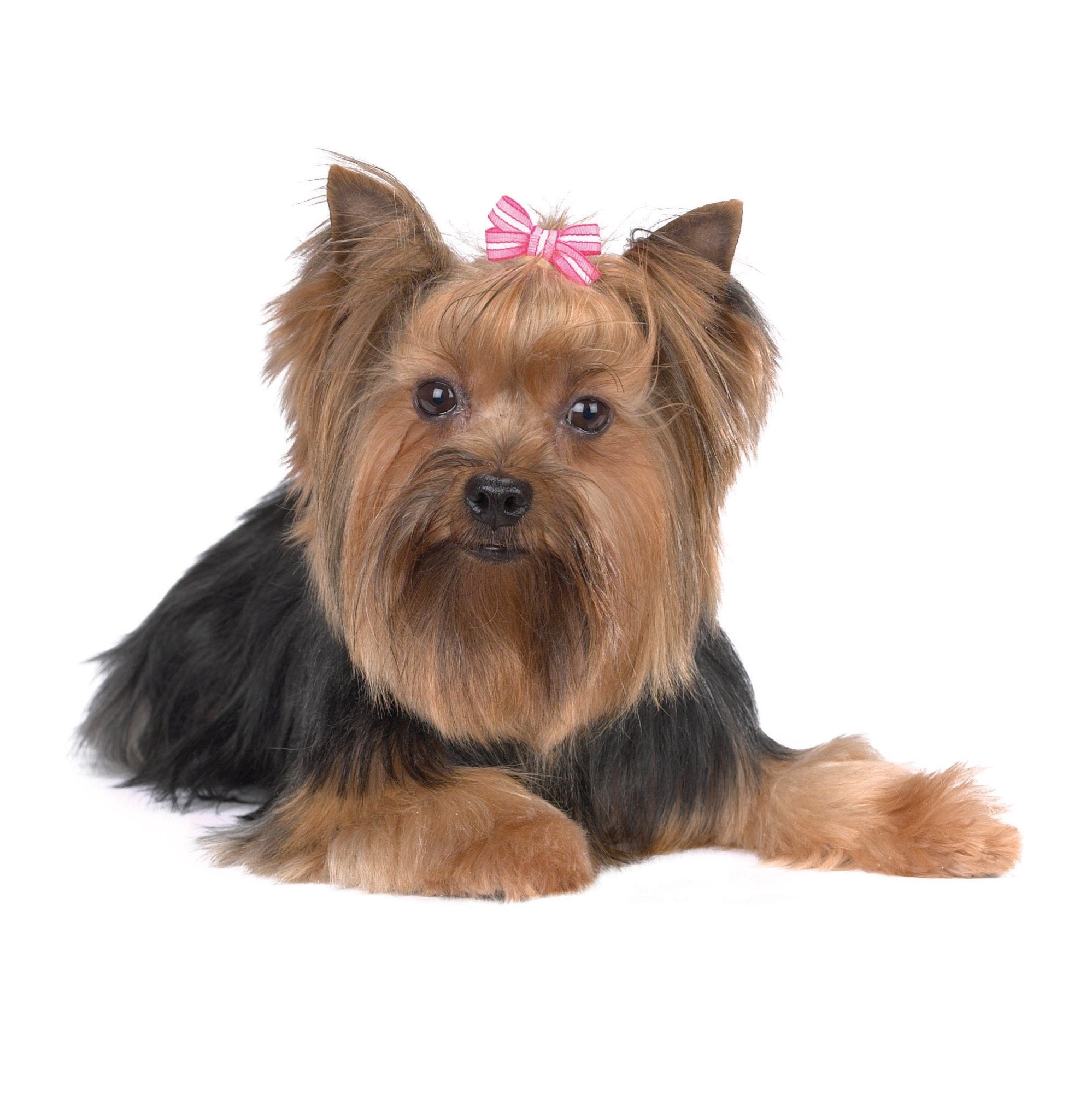 Aria Pretty In Pink Bows For Dogs, 48-Piece Canisters