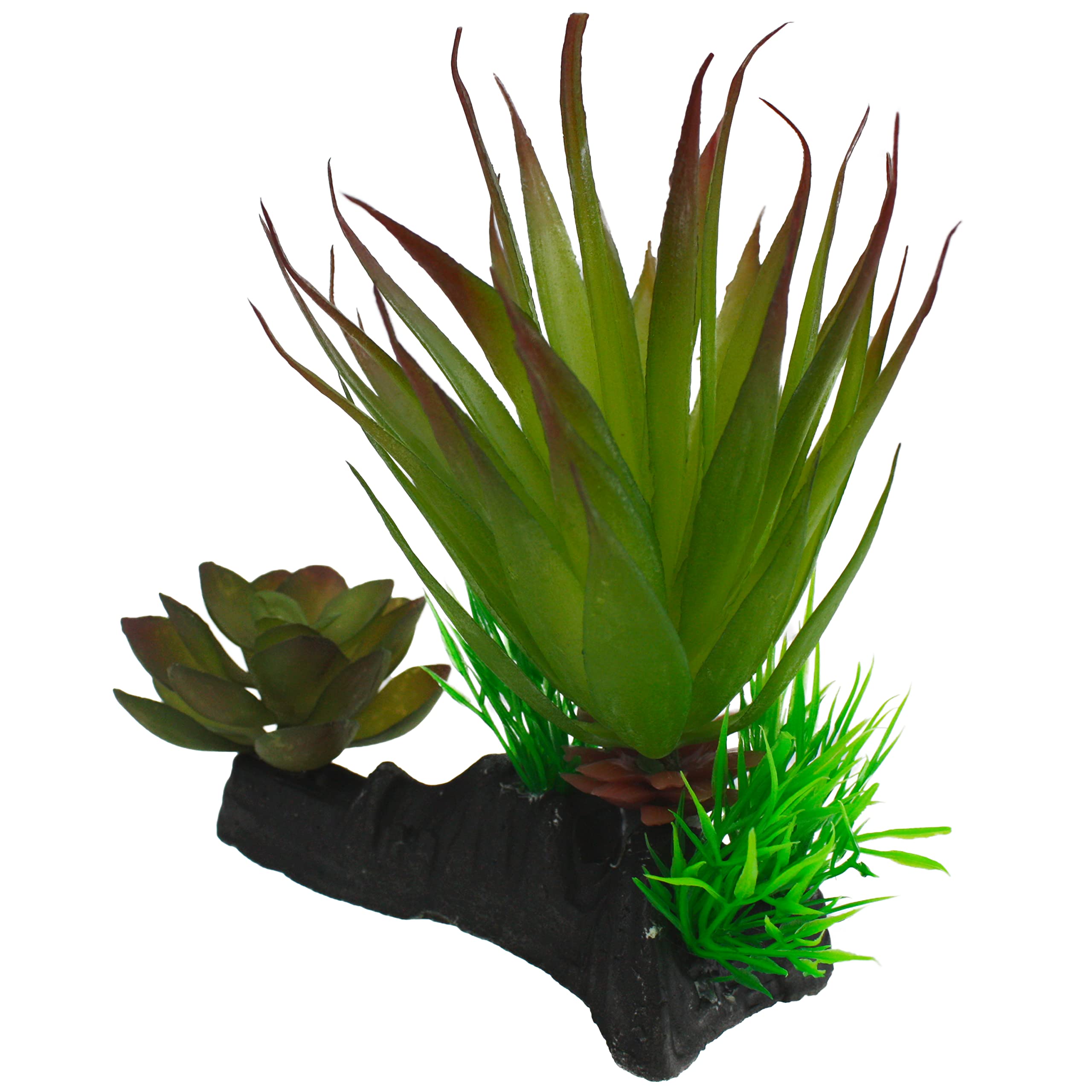 Multi Pet 48593312: Komodo Succulent Plant