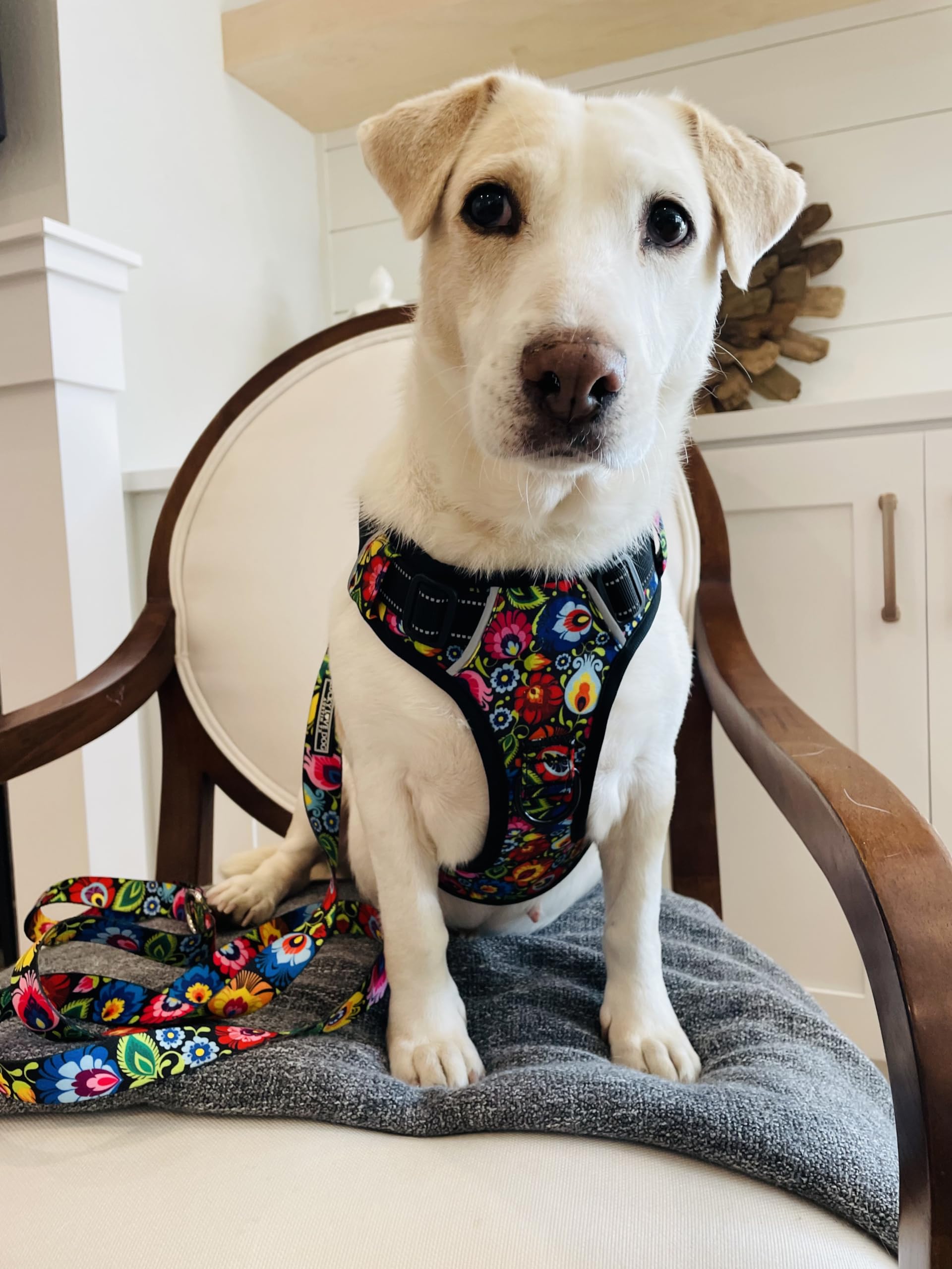 Lucky Love Dog No Pull Harness, Adjustable Floral Design, XS, Blackbird, Nylon