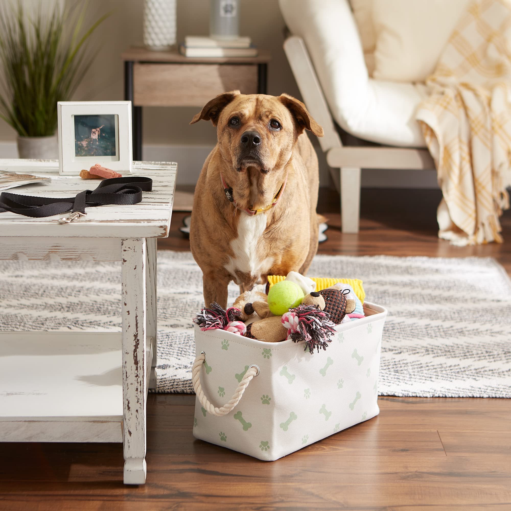 Bone Dry Pet Storage Collection Paw and Bone Print, Small Rectangle, 14x8x9, Mint