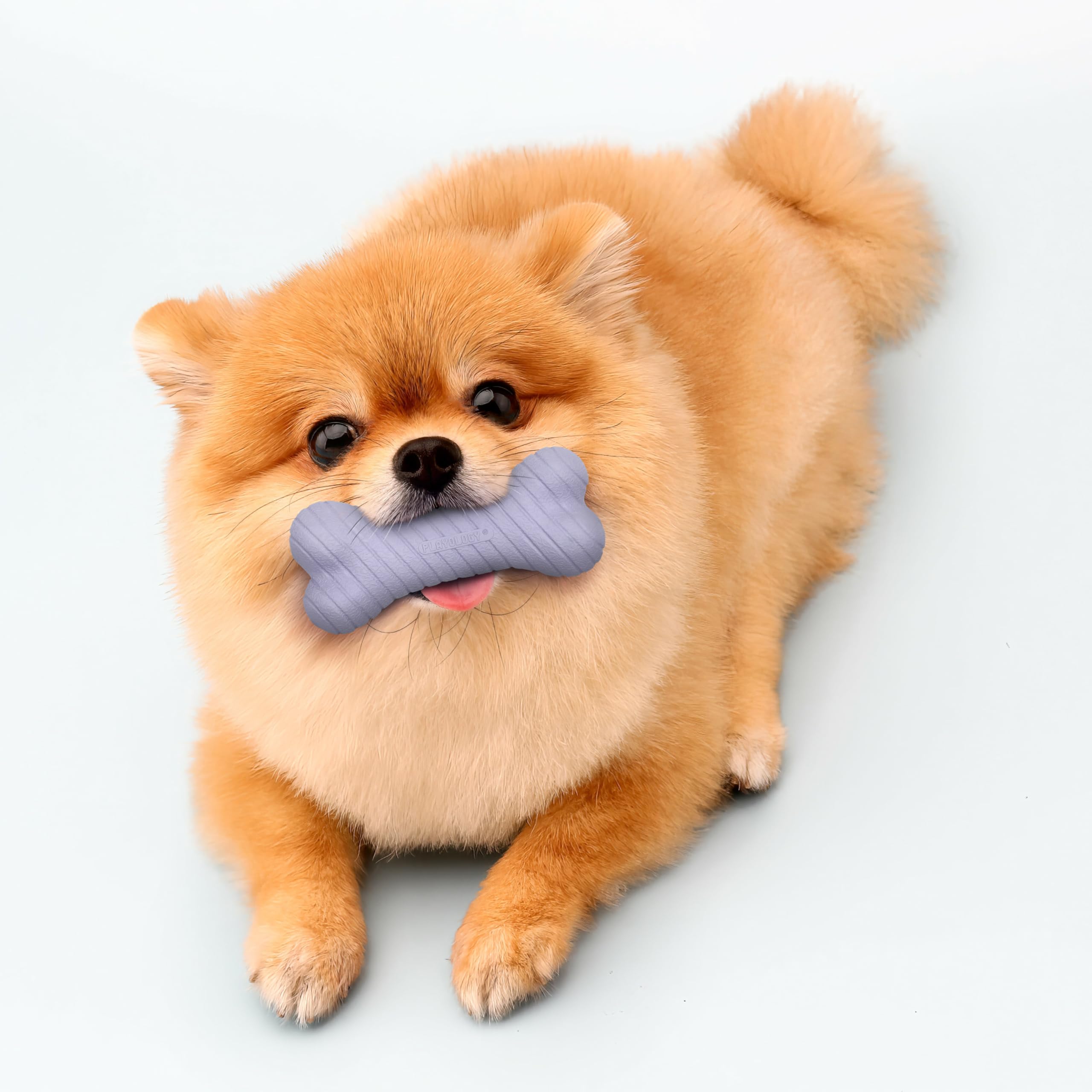 Playology Dog Toys | Dual Layer Bone Durable Chew Toy Bone for Dogs (Value 2-Pack) | Small Lamb Scented Toy - Easy to Clean and