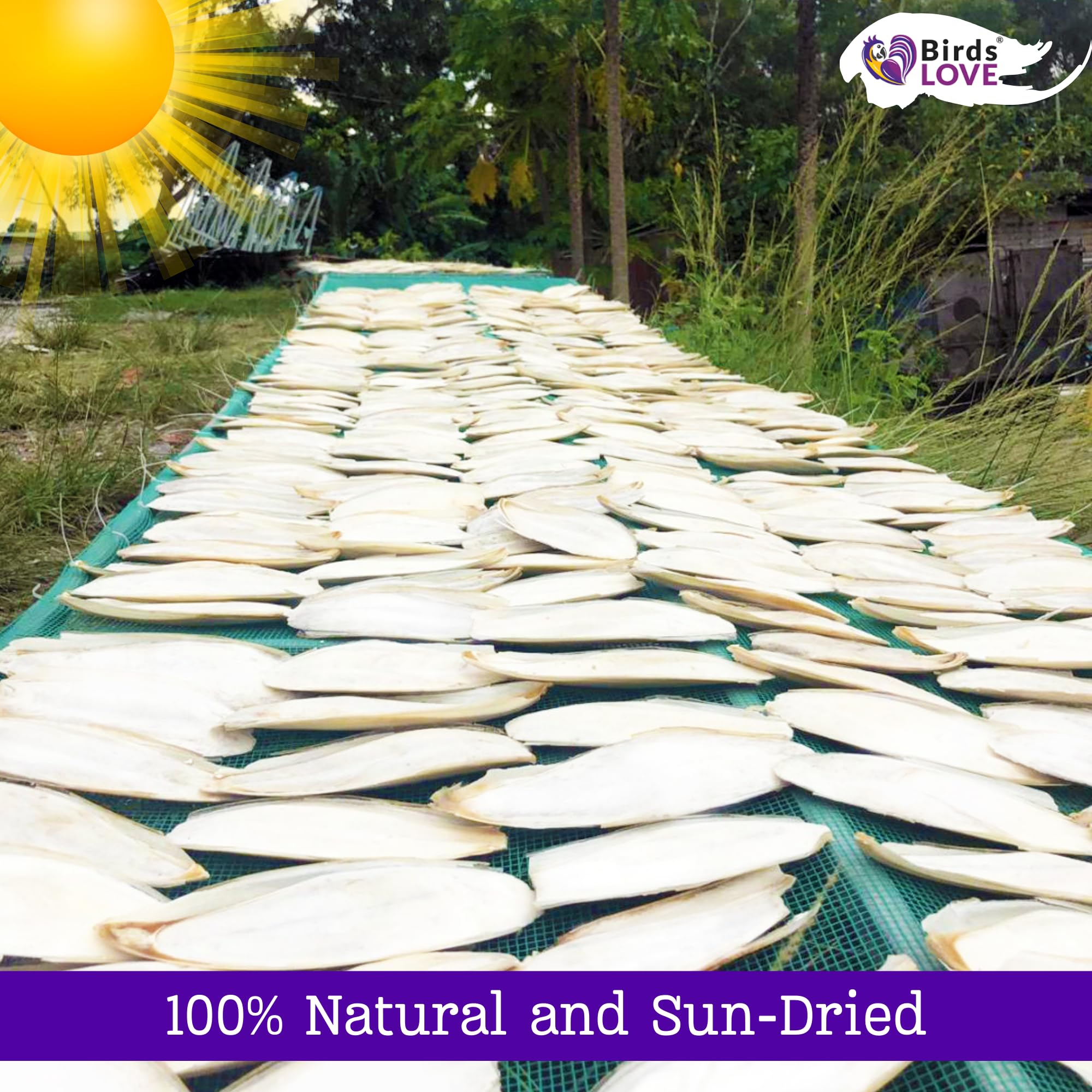 Birds LOVE Natural Cuttlebone | 100% Pure Sun-Dried Calcium Supplement for Birds, Tortoises, Snails & Crabs | Supports Beak & Sh