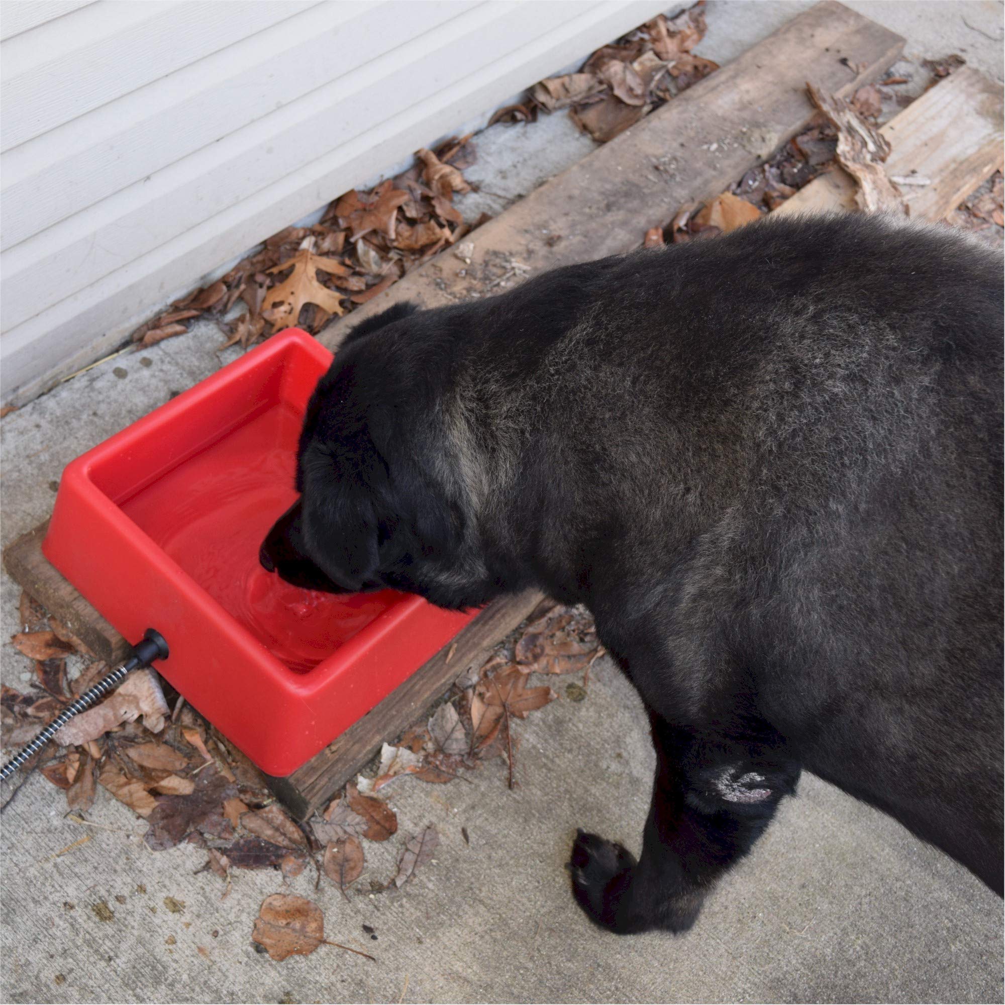 Farm Innovators D-19 1.25 Gallon Electric Heated Chicken Pet Animal Water Bowl With Thermostatic Control And Anti Chew Cord Protector, 60 Watt, Red