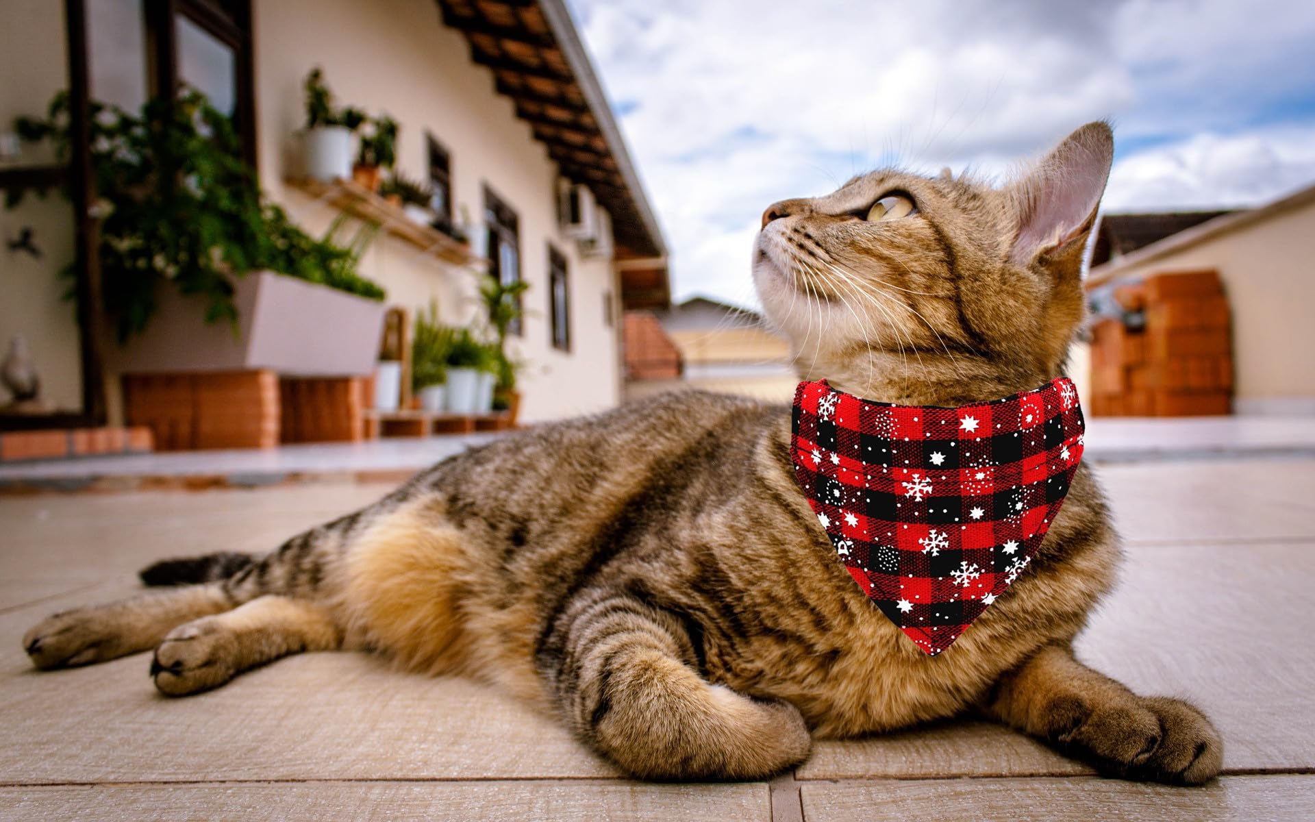 Wdpaws Christmas Cat Collars Breakaway With Bow Tie And Bandana, 2 Pack Red Green Plaid Christmas Kitten Collar With Bell, Remov