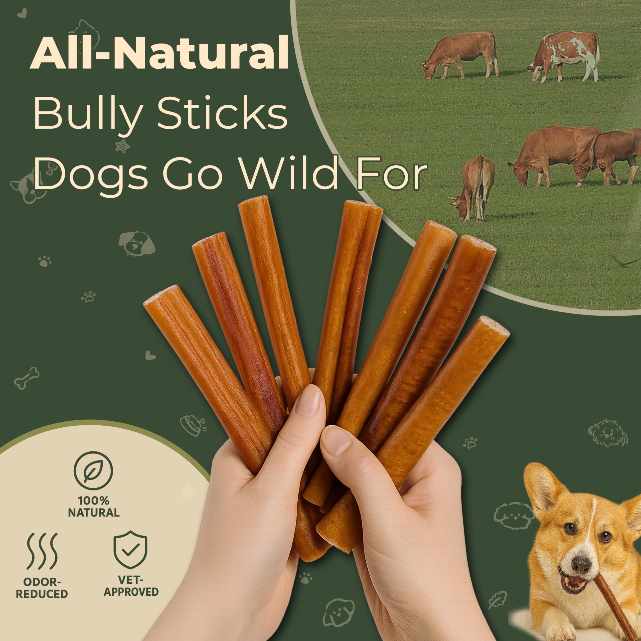 The Paw Collective Bully Stick Dog Treats - Odor Free, 6" Chew Sticks, 5 Pack, Natural Dental Chew, Free Range Grass Fed Beef