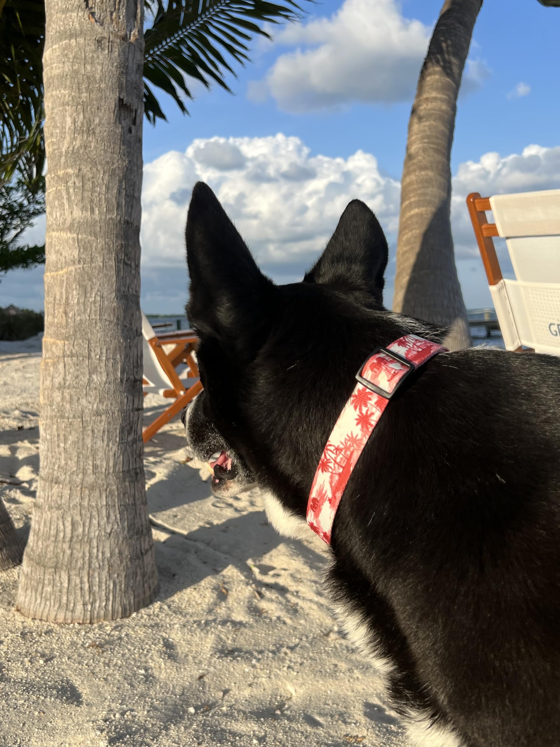 Shaka'S Salty Paws Boy & Girl Dog Collar Small Medium Large (Small Dog Collar Adj. 10-16'' For Dogs Up To 25 Lbs, Doggie Day Dre