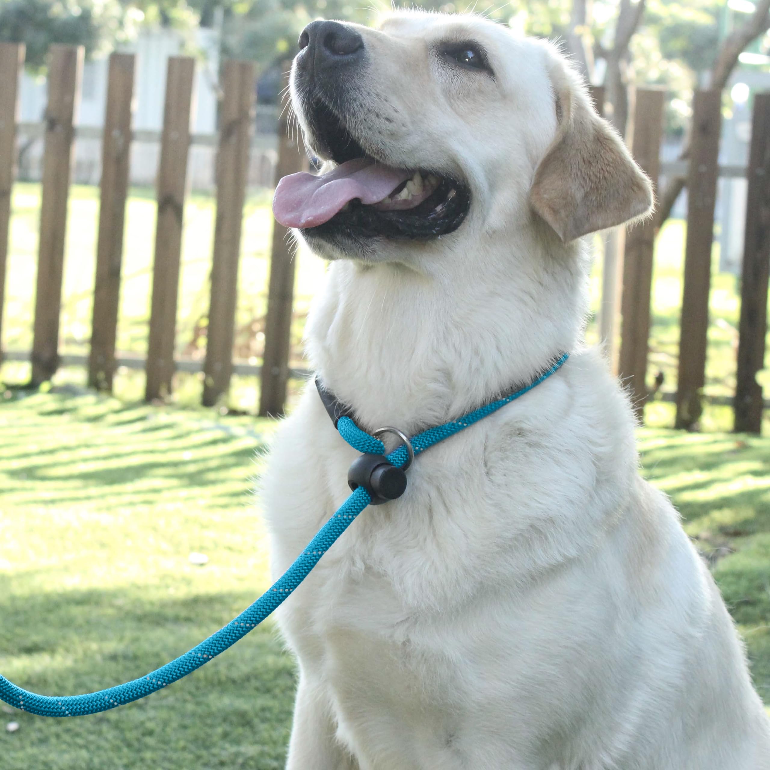 Hiado Slip Lead Dog Leash Reflective With Stopper Loop Rope Training No Pull For Small Medium Large Dogs 4Ft Skyblue