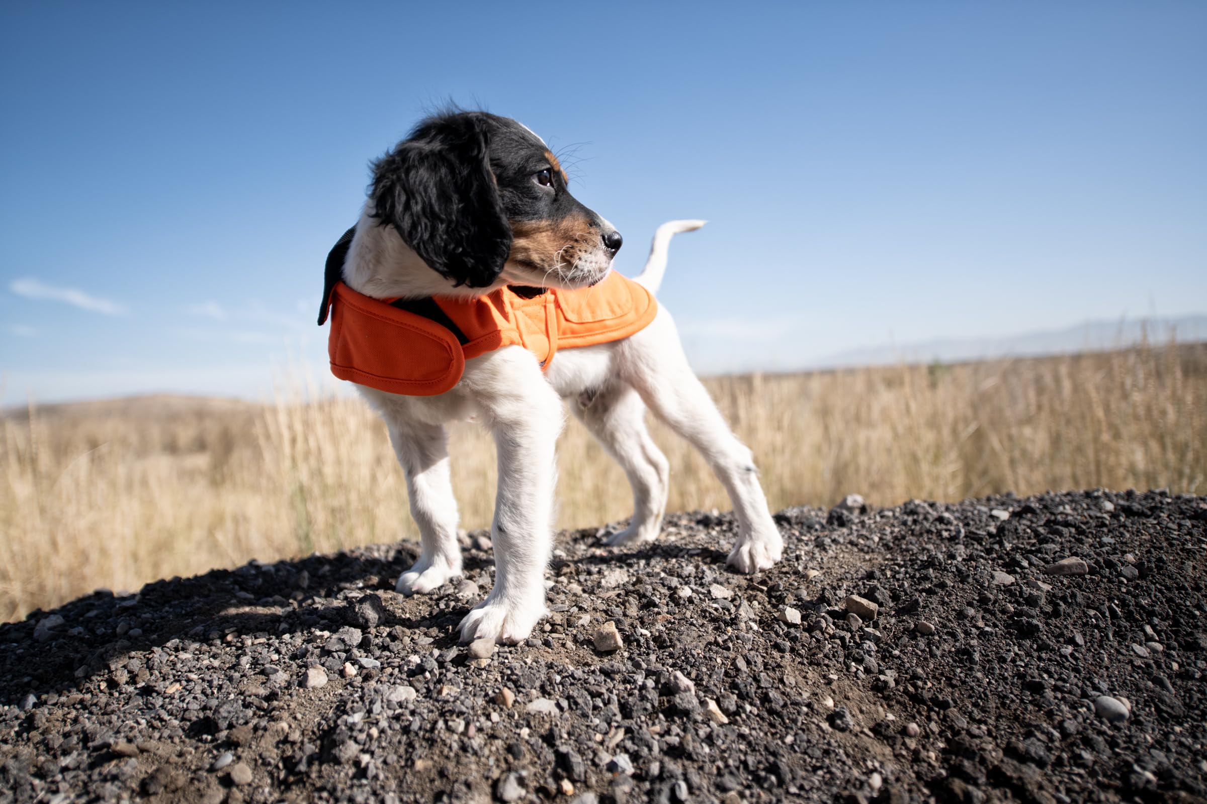Carhartt Firm Duck Insulated Dog Chore Coat Hunter Orange/Brass, Medium