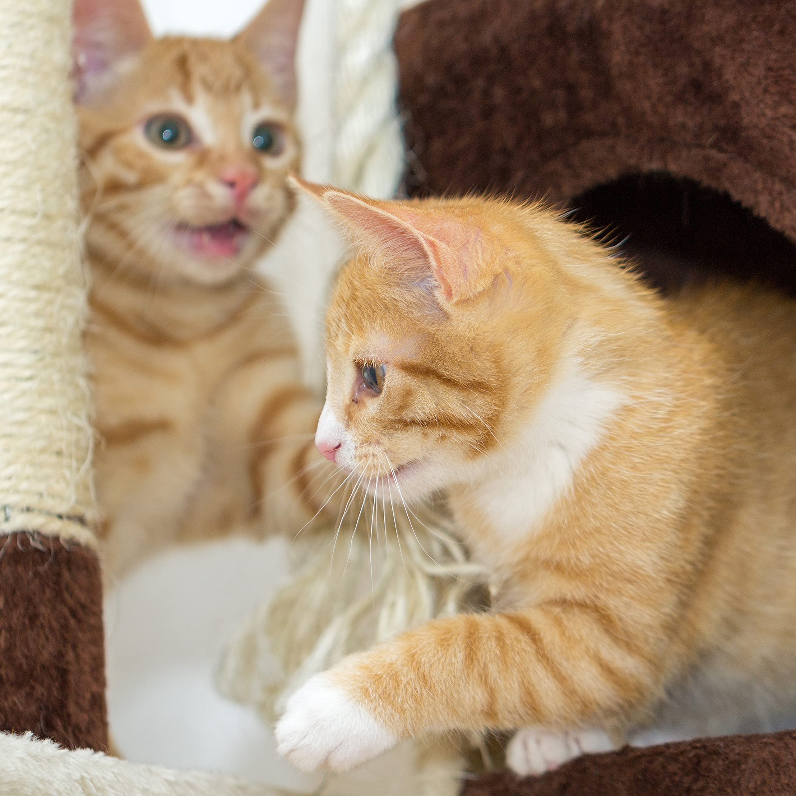 4-Tier Indoor Cat Tower - Deluxe 6-Post Scratcher with Board, Napping Perches, Sleeping Condo, Hammocks, and Hanging Toys for Ca