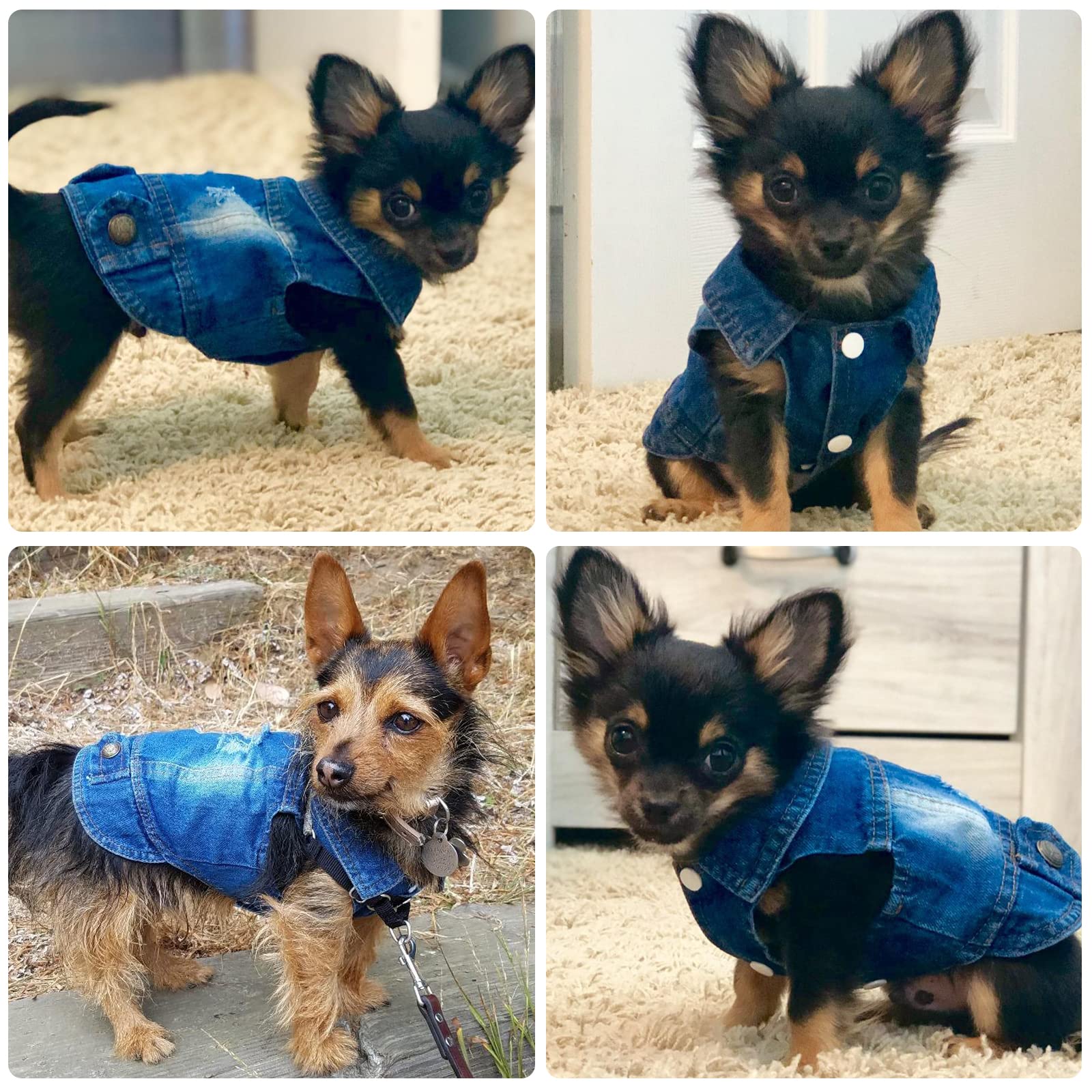 Doggyzstyle Cool Blue Dog Jean Jacket Small Pet Outfits Dog Clothes For Small Medium Dogs Cats Boys Girls Pet Vest Denim Coats Puppy Shirts Doggy Costume Clothing For Shih Tzu Chihuahua Yorkie Teacup