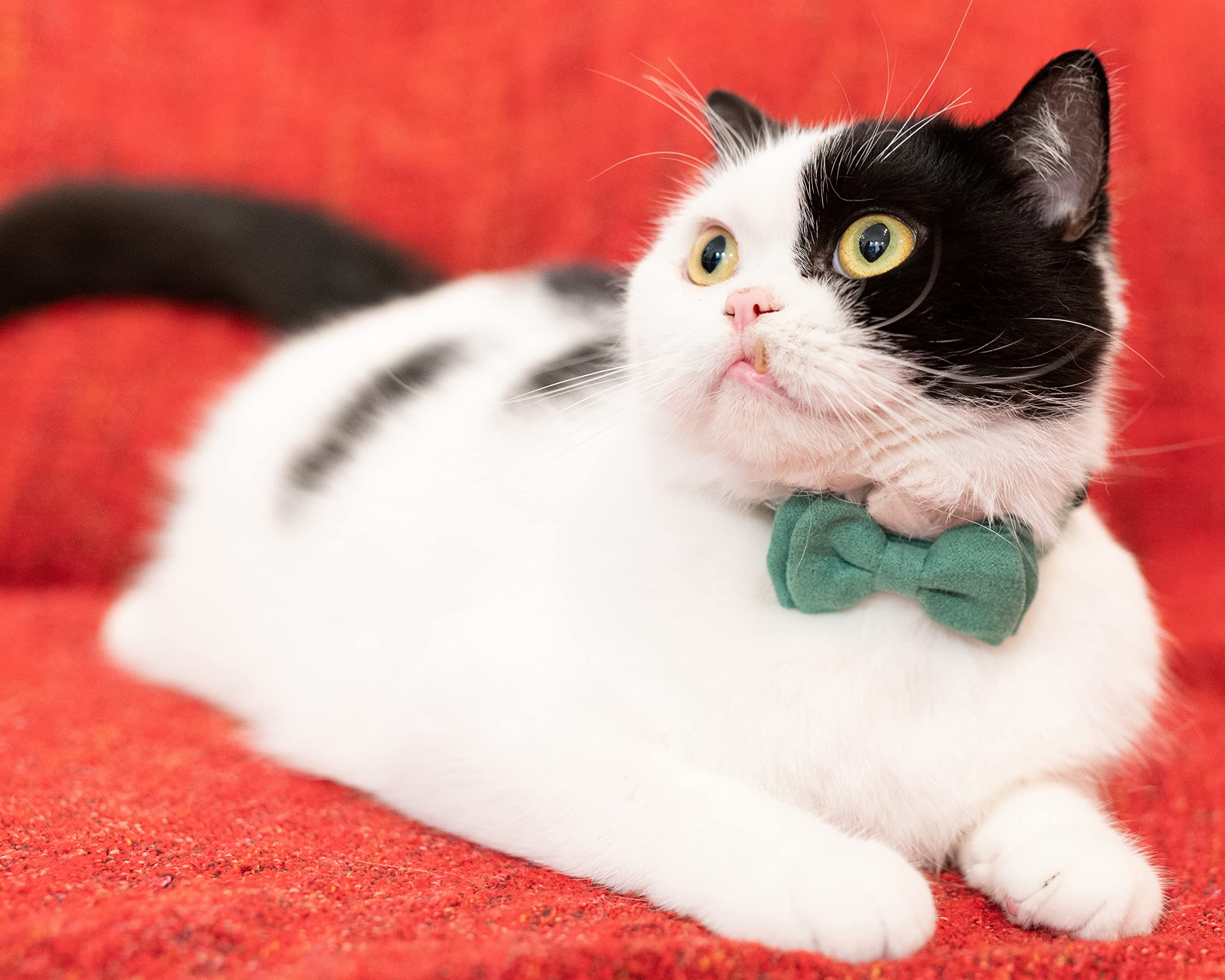 Gyapet Collar For Cats Pets Breakaway With Bell Bowtie Floral Bow Detachable Adjustable Safety Puppy 2Pcs Christmas-B