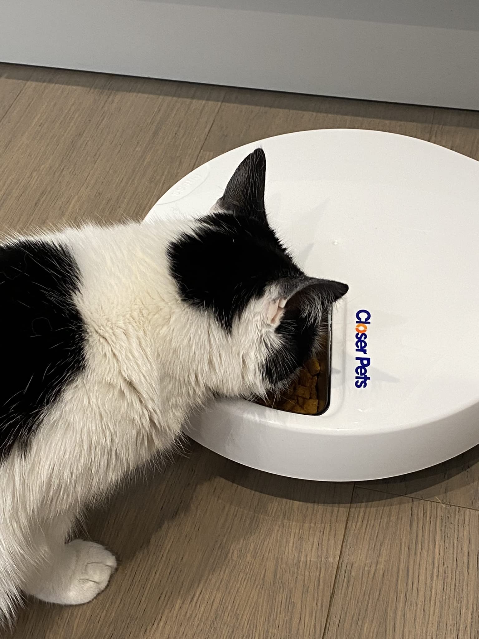 Closer Pets Five-Meal Automatic Pet Feeder with Stainless Steel Bowl and Ice Pack