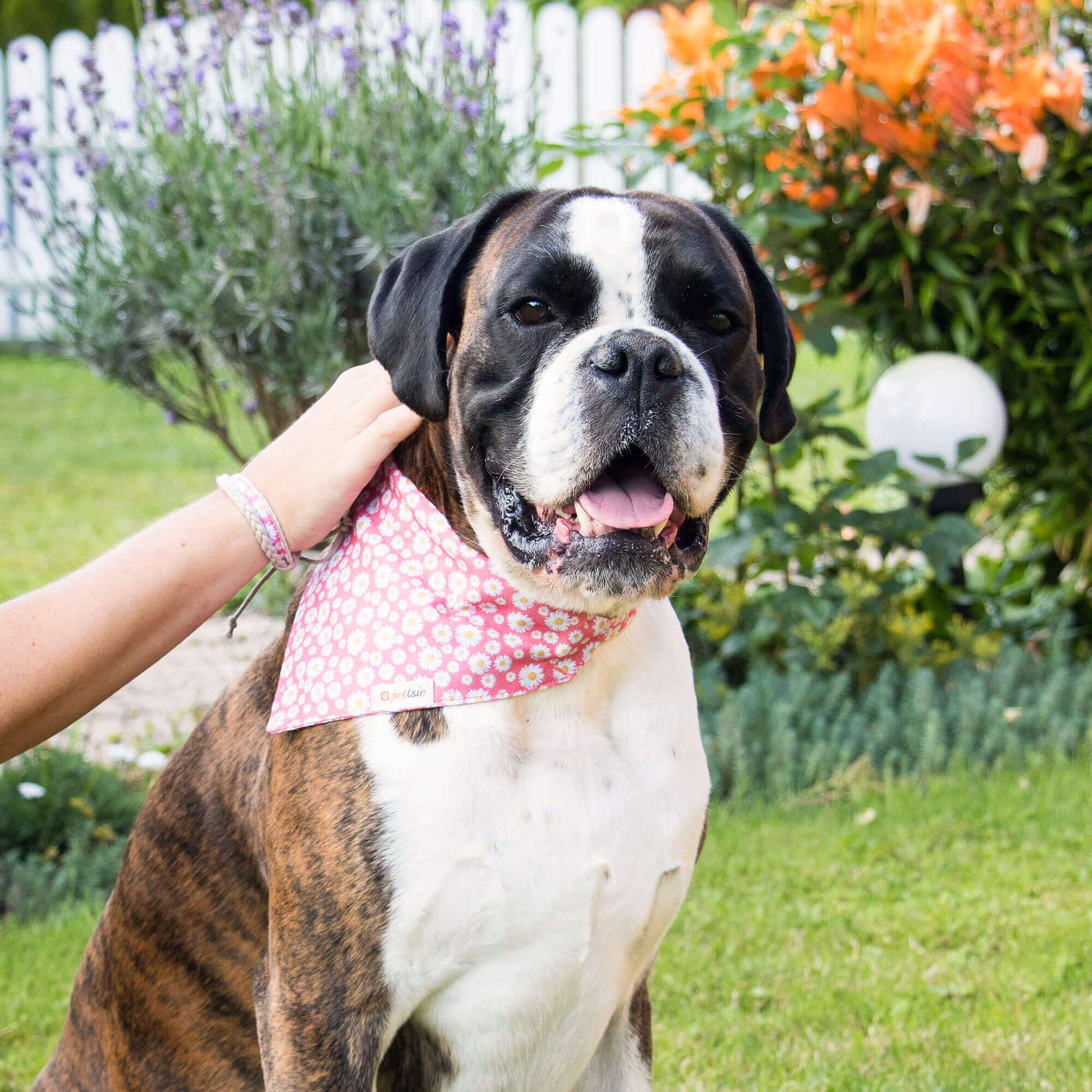 Pettsie Matching Dog Collar, Bandana, Friendship Bracelet, Durable Hemp, 3 Adjustable Sizes, Comfortable And Soft For Sensitive Skin, Carton Box, Strong D-Ring For Easy Leash Attachment, M, Pink