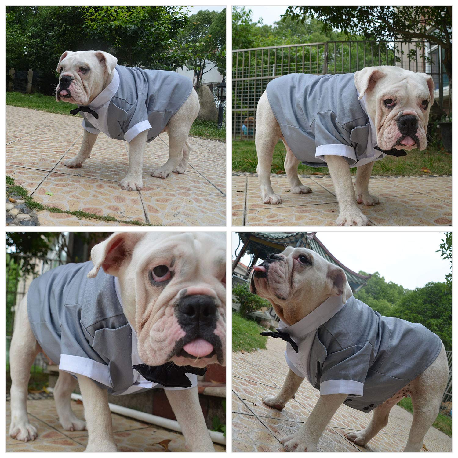 Lovelonglong Bulldog Costume Dog Suit Formal Tuxedo With Black Bow Tie Wedding Clothes For Pugs/French Bulldog/English Bulldog/American Pit Bull Gray B-L
