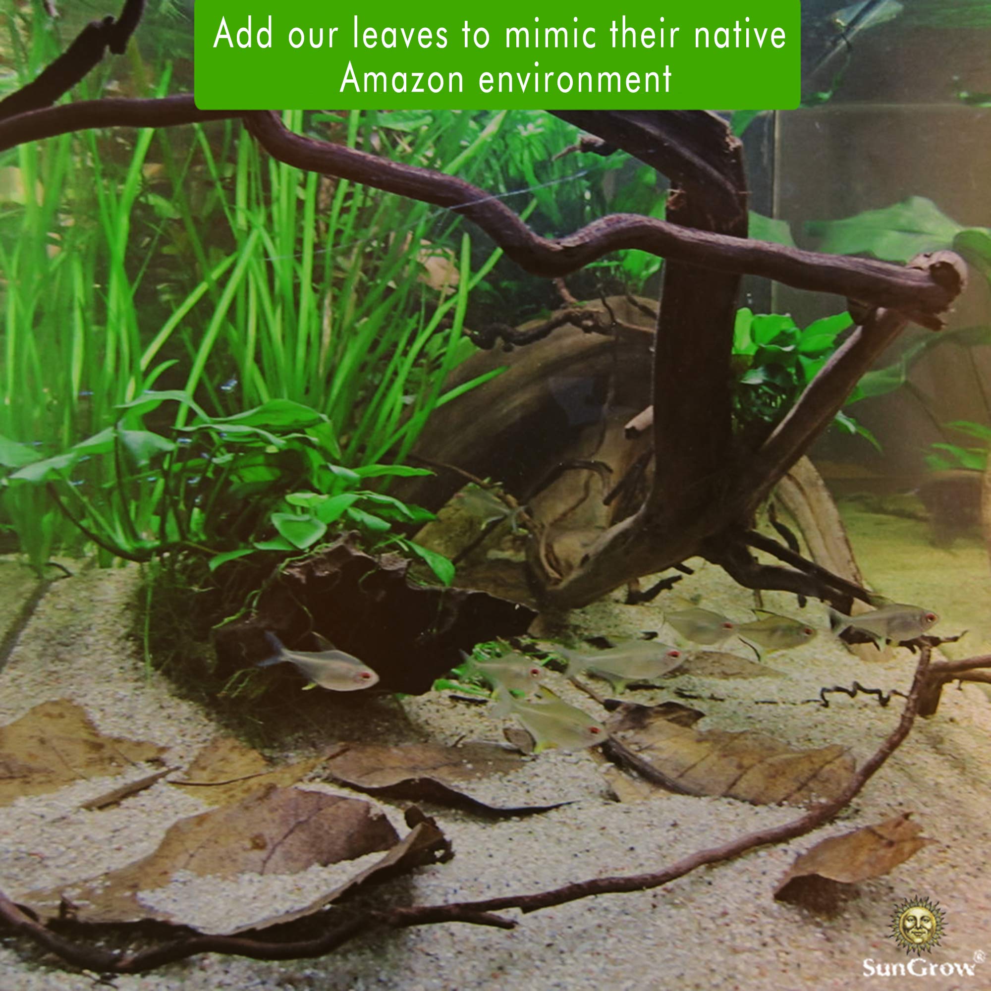 Sungrow 20 Pcs Large Catappa Indian Almond Leaves For Fish Aquarium Tank, 7-8 Inches, Leaf For Successful Breeding & Creating Ra