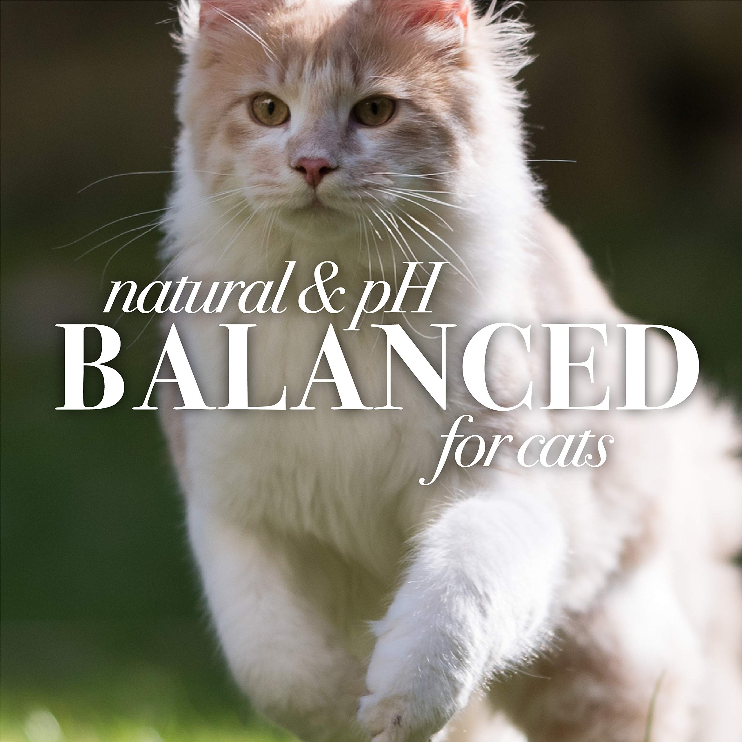 Burt'S Bees For Pets Cat Natural Dander Reducing Spray With Soothing Colloidal Oat Flour & Aloe Vera | Cruelty Free, Sulfate & Paraben Free, Ph Balanced For Cats - Made In Usa, 10 Oz Bottle