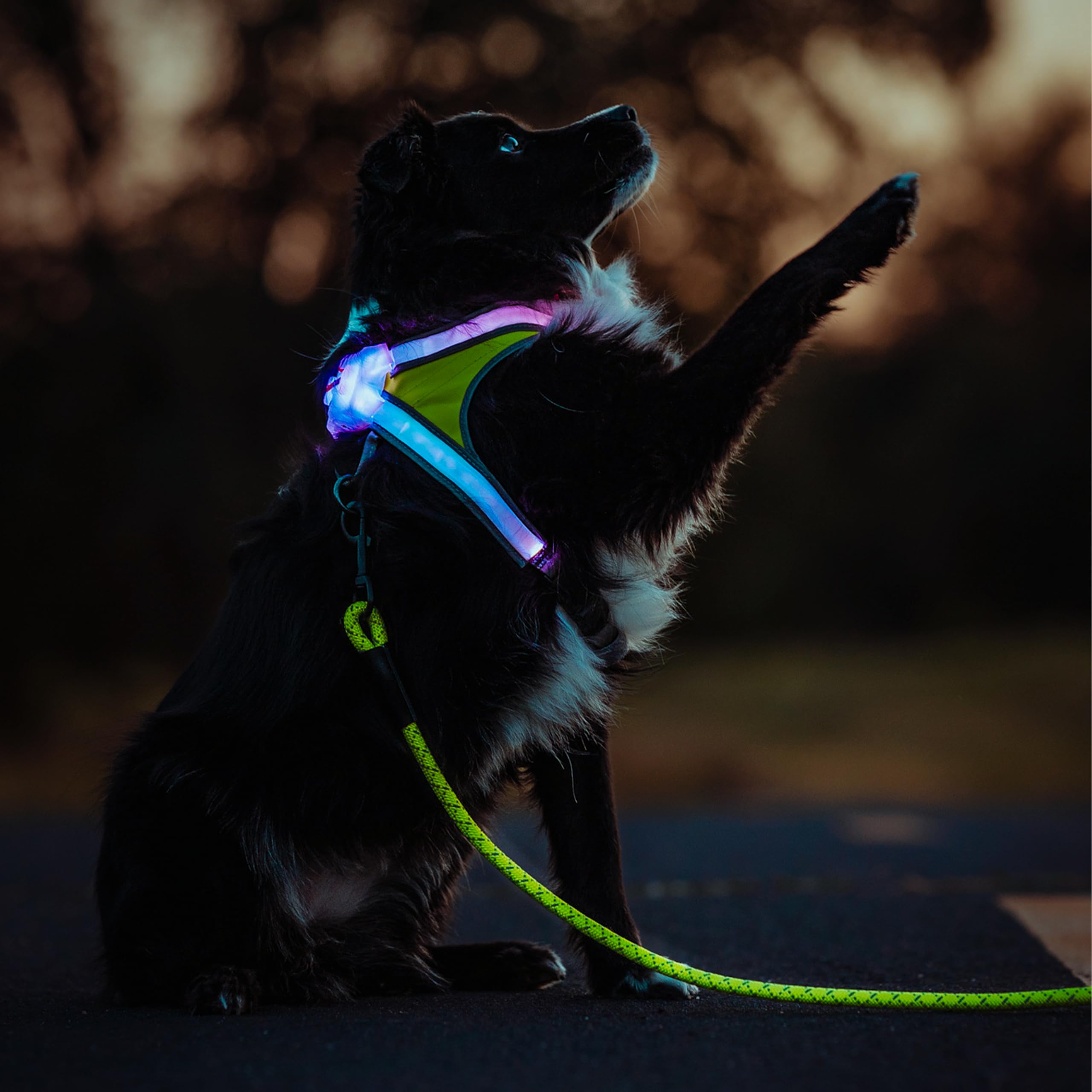 Noxgear LightHound (Large) + High-Visibility Dog Leash - Illuminated and Reflective Harness for Dogs Including Multicolored LED