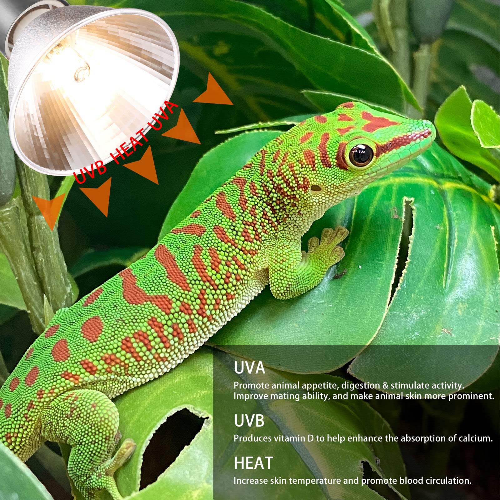 3 Pack UVA UVB Reptile Light Halogen Bulbs Beads Heat Lamp (75 Watt) Clear