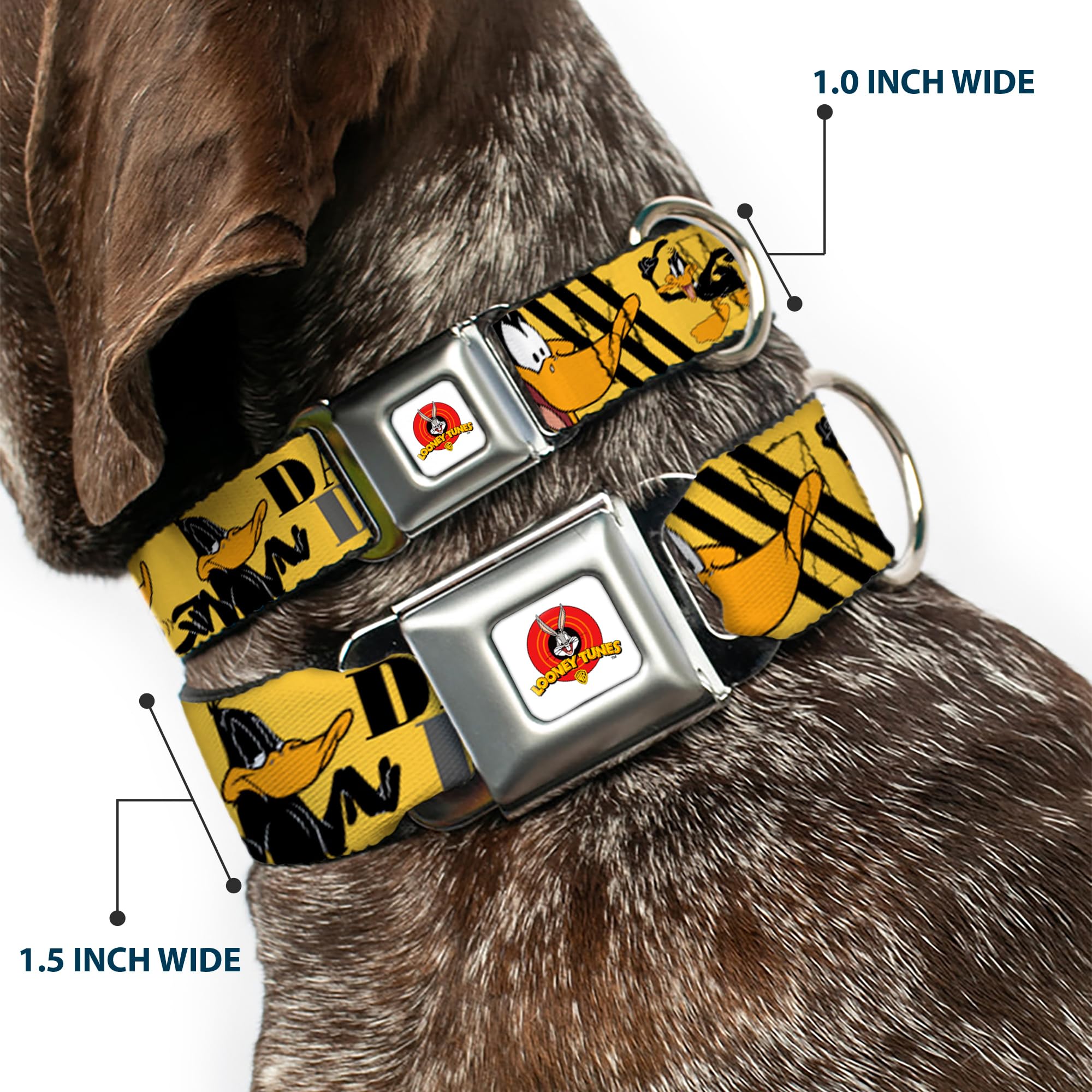 Buckle-Down Seatbelt Buckle Dog Collar - DAFFY DUCK w/Poses Yellow/Black - 1.5 Wide - Fits 13-18 Neck - Small