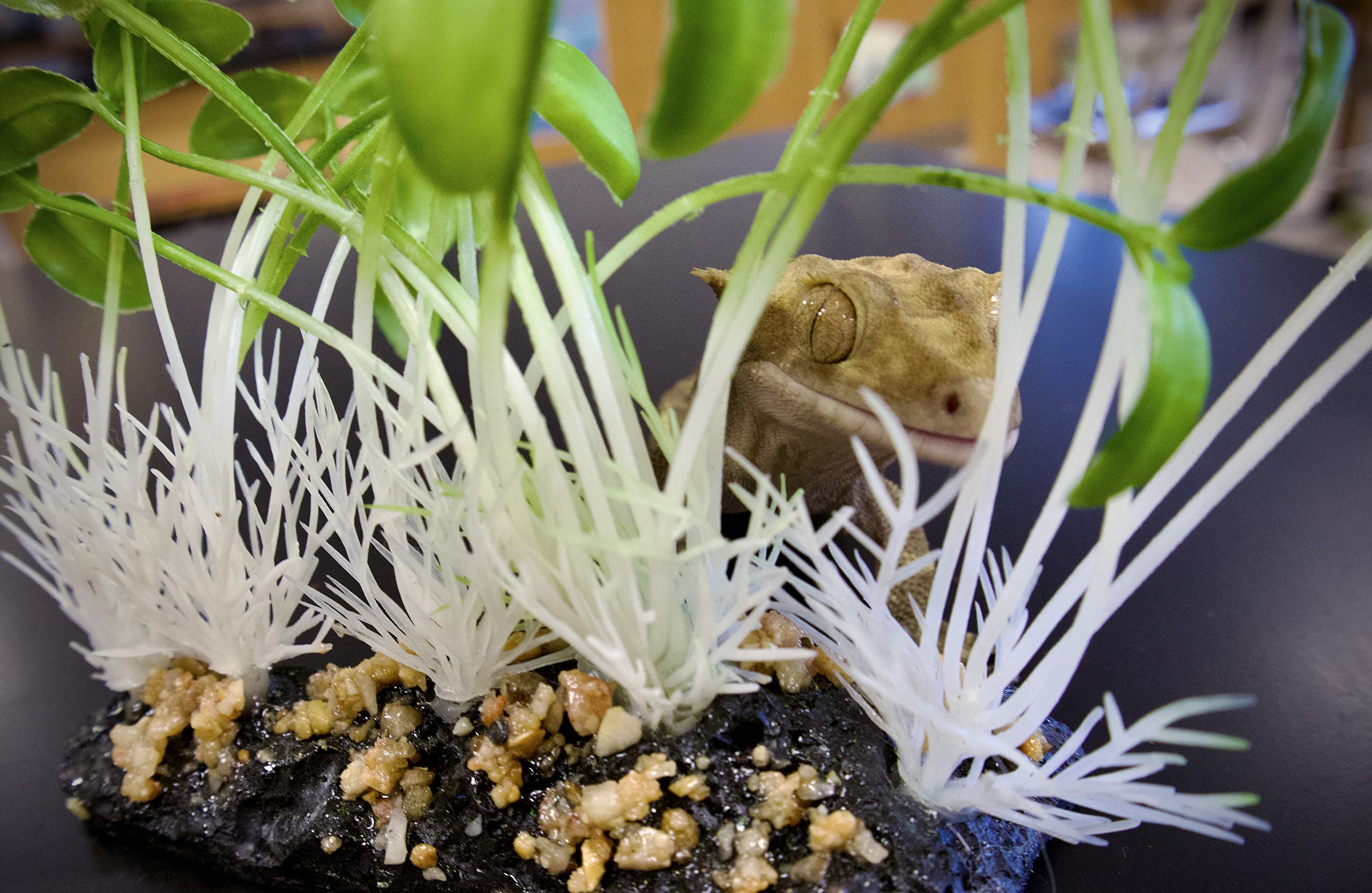 Komodo Sprouts