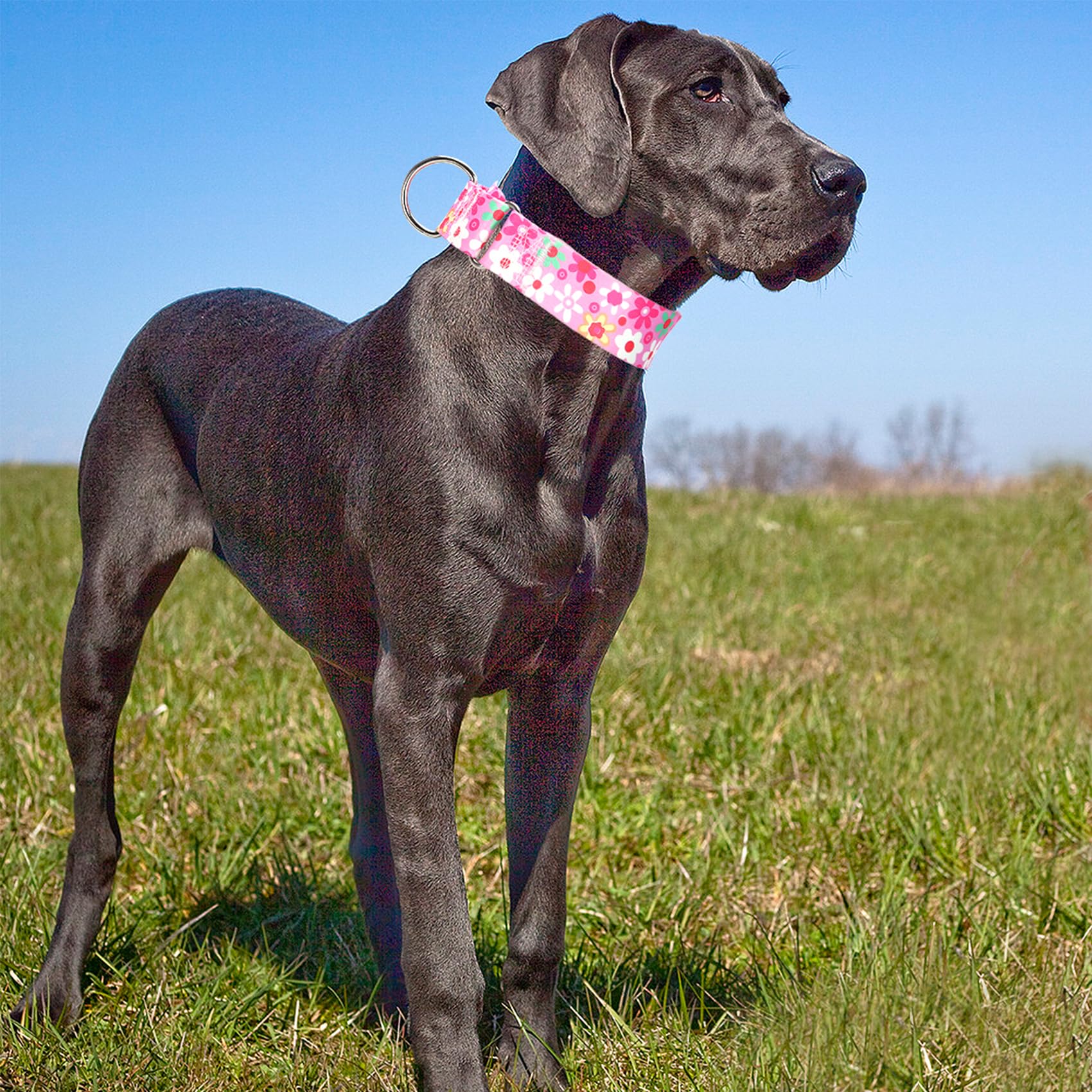 Maowuwujoz 1.5 Inch Wide Martingale Dog Collar - No Pull Choke Cinch Escape Proof Training For Large Dogs, Soft Nylon Durable Co