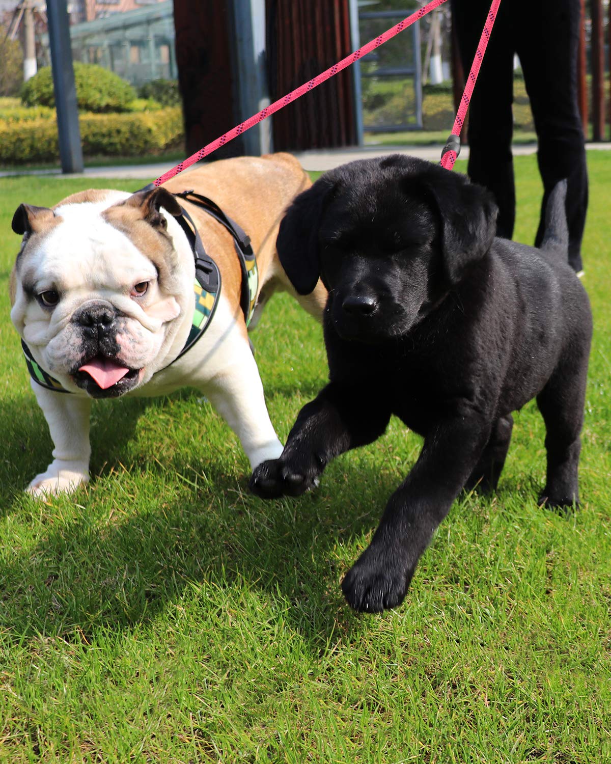 Taglory Double Dog Leash | Reflective Rope | No Tangle | Double Leash For Two Dogs | Puppy Small Medium Breeds | Pink