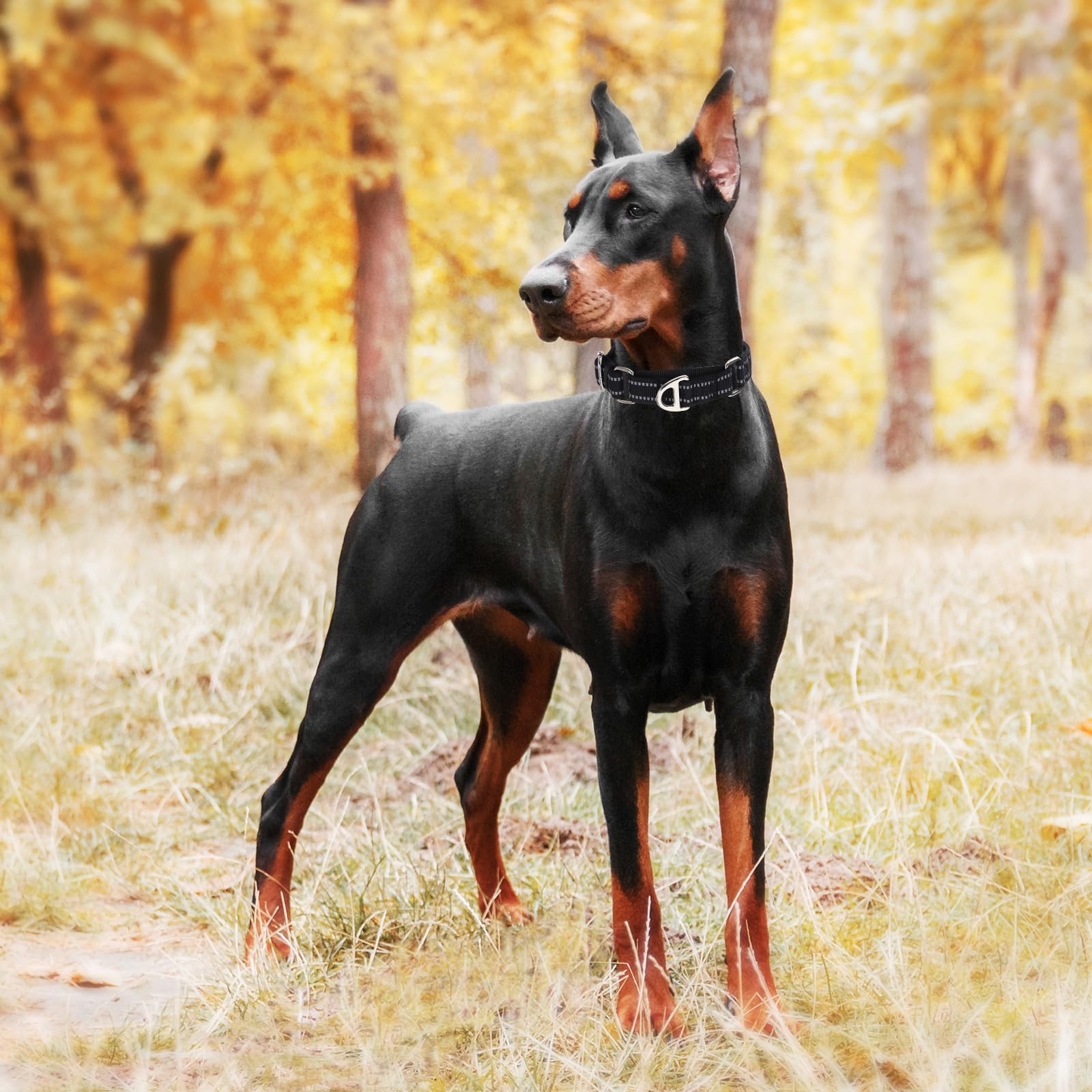 Martingale Dog Collar For Medium Dogs, No Pull Choke Collar With Reflective Nylon - Padded Comfort &- Adjustable Safe Dog Collar