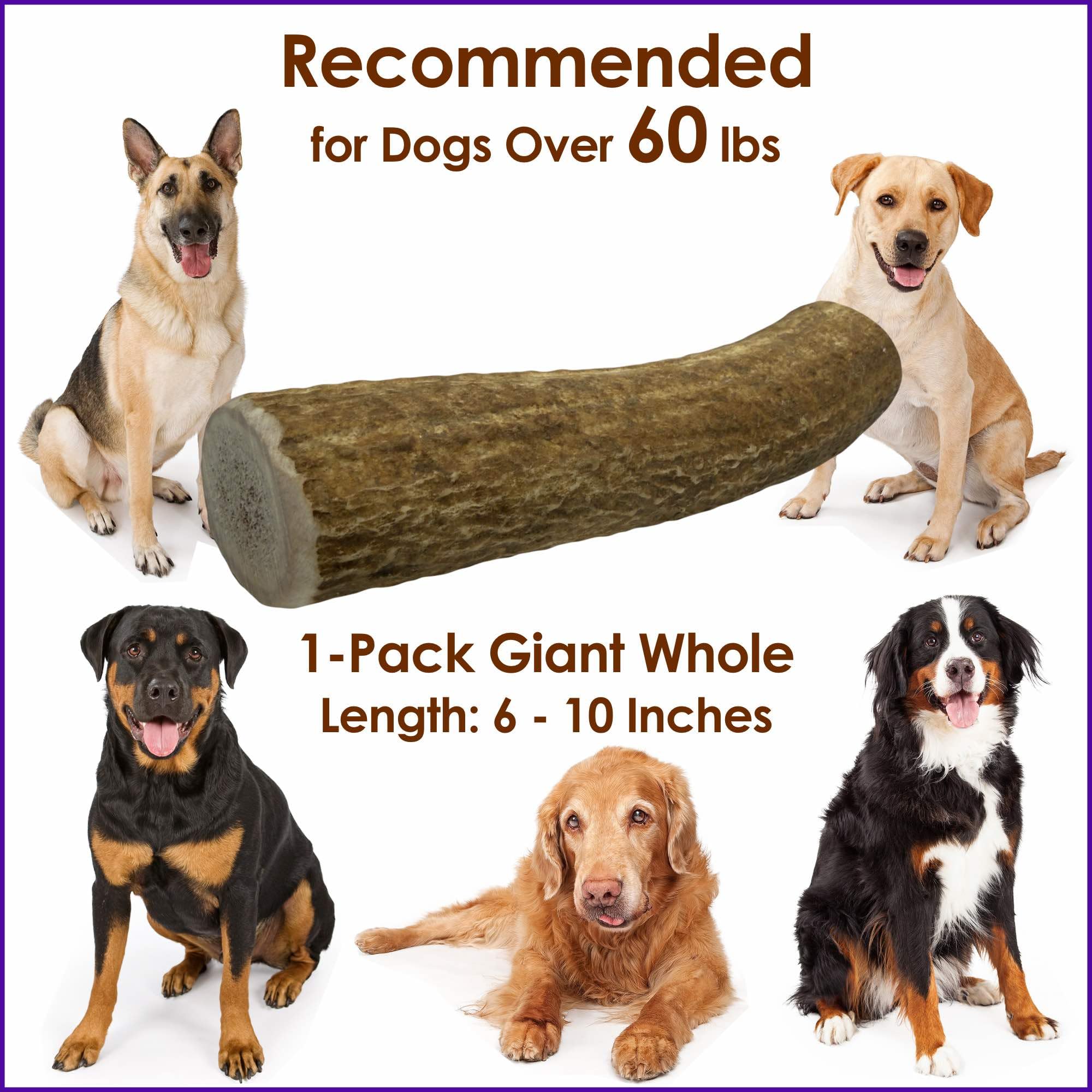 Deluxe Naturals 1-Pack Giant Whole Elk Antler Dog Chews (6 to 10 in) - Long Lasting Dog Bones for Large to Giant Aggressive Chew