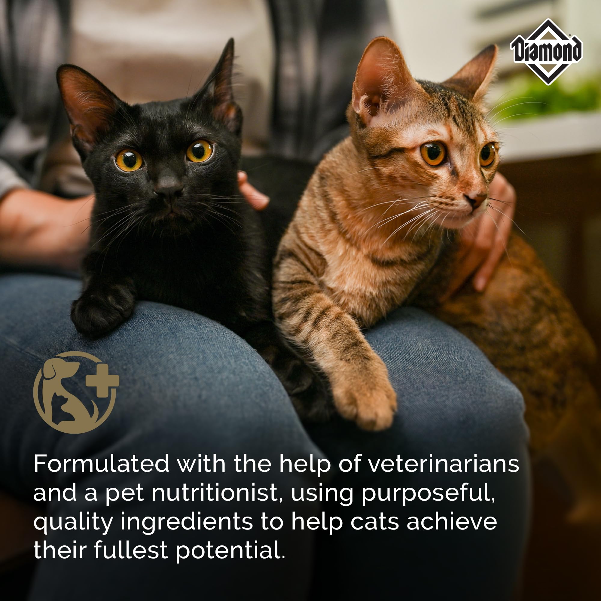 Diamond Adult Dry Cat Food Maintenance Formula with Protein, Probiotics and Antioxidants