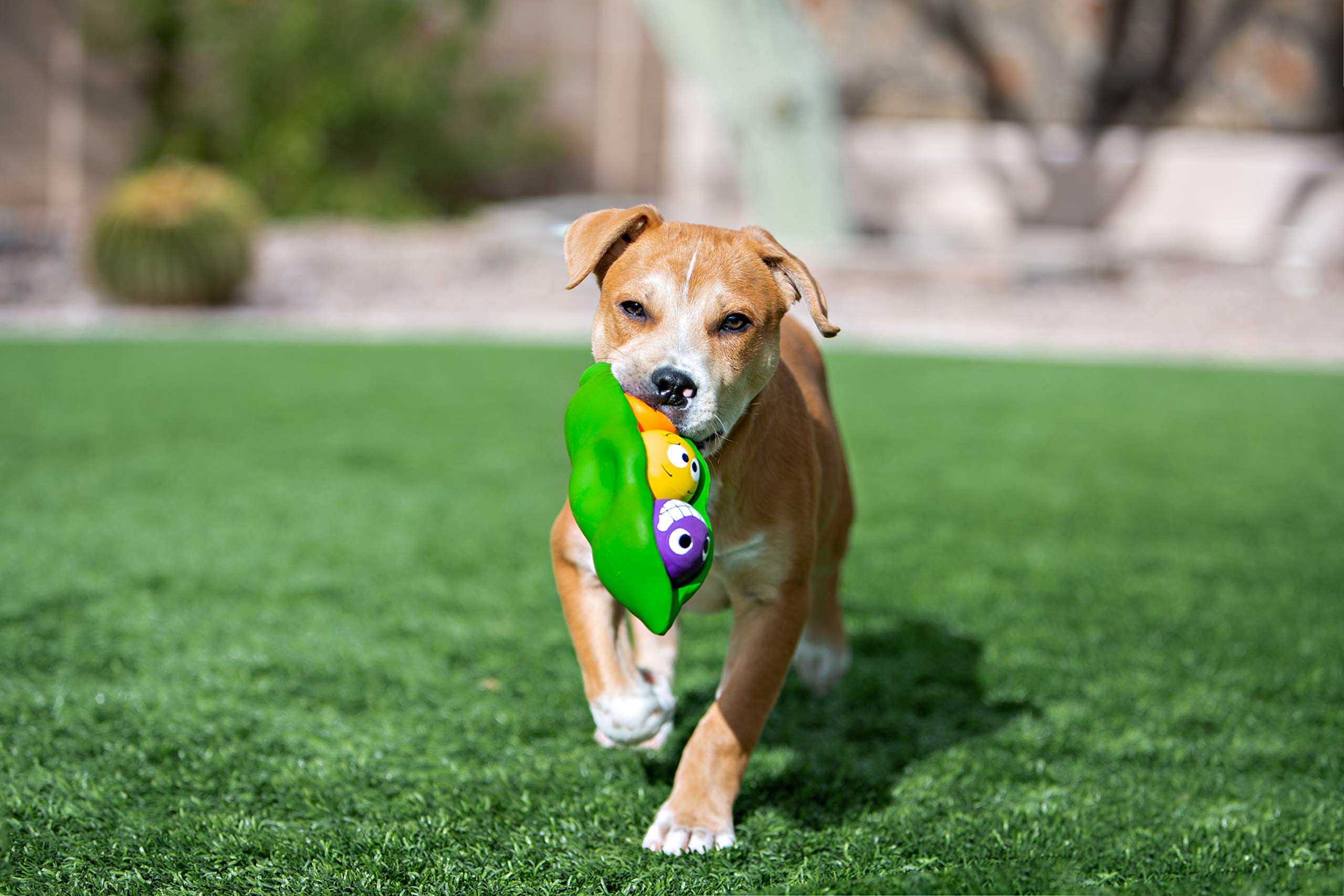 Multipet Three Peas in A Pod Dog Toy - 7.5 inch Natural Rubber, Assorted Colors, Model MU61245