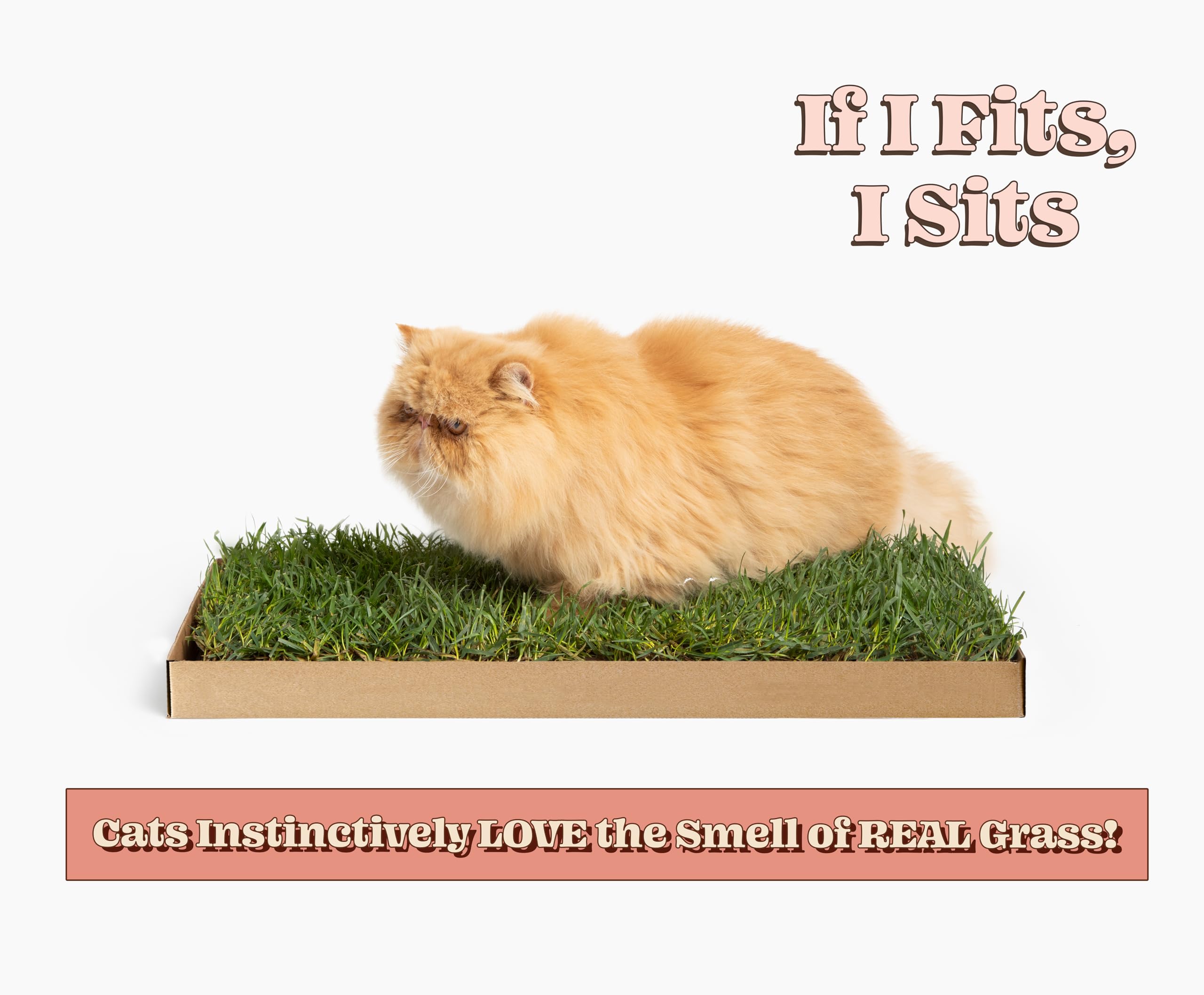 Cat Real Grass Window Bed Perch, Real Grass Cat Window Lounge Bed, Indoor Real Grass Window Bed Perch For Cat, Window Perch For Small And Large Cat, Cat Window Seat Bed For Windowsill And Bedside