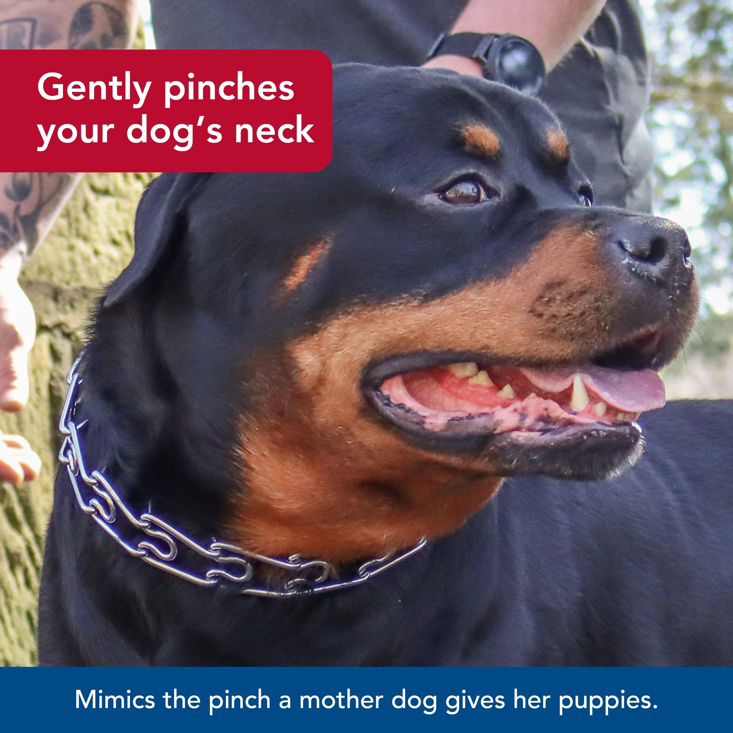 Coastal Pet Titan Dog Prong Training Collar - Pet Training Collar For Dogs - Rust-Resistant Metal Dog Collar For Dog Training - Prong Dog Chain Collar - Quality Dog Supplies - 3 Mm X 18'