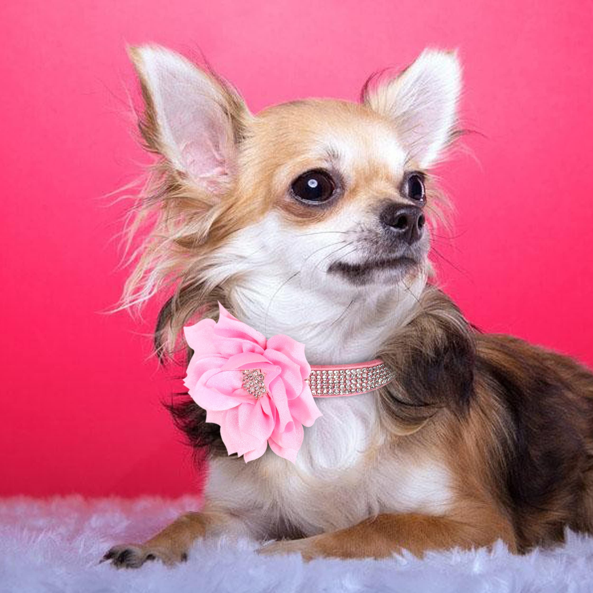 Pet Artist Cute Girl Rhinestone Suede Dog Collars For Small Dogs Cats,Soft Flower Dog Collar,Bling Dog Collars For Small Puppy Dogs Black Collar,S:Neck 10-12'(25-31Cm)