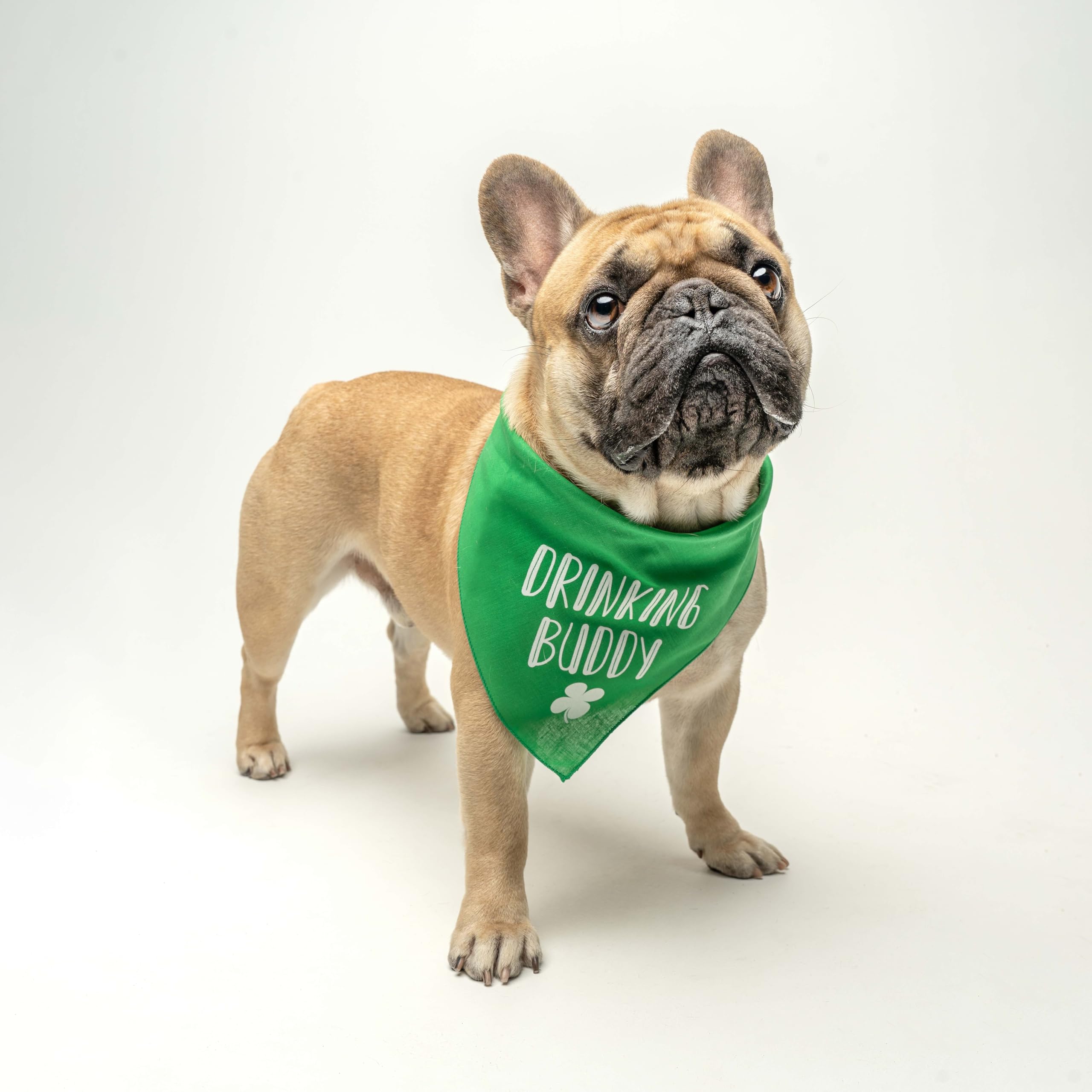 Drinking Buddy Dog Bandana | 100% Cotton Triangle | Made In Usa| Funny St. Patrick'S Day Photoshoot Prop | Shamrock | Drinking B