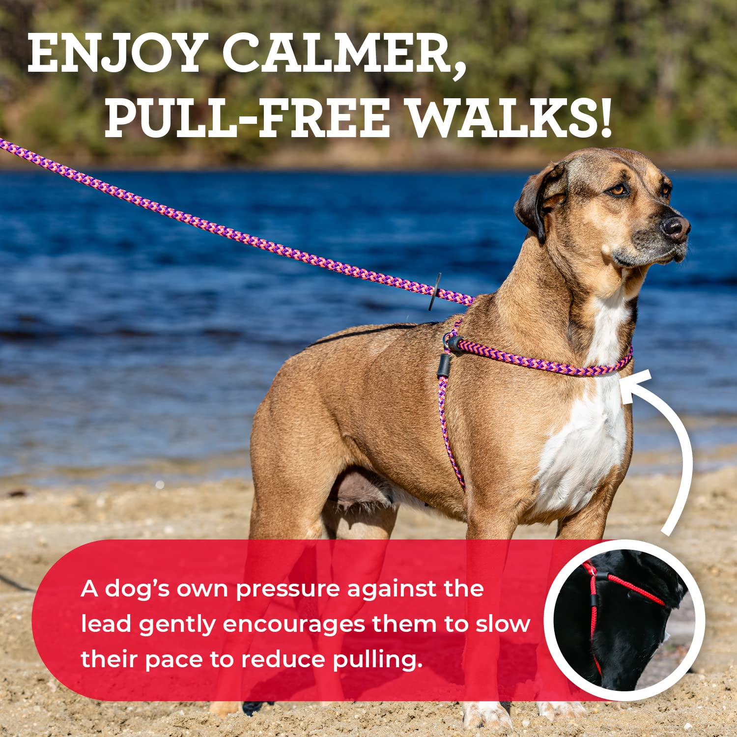 Harness Lead No Pull Dog Harness And Leash Set, Anti Pull Dog Harness, One-Piece Cushioned Rope Safely Prevents Escaping And Pulling *New Insert Is Removable (Medium/Large, Purple/Turquoise)