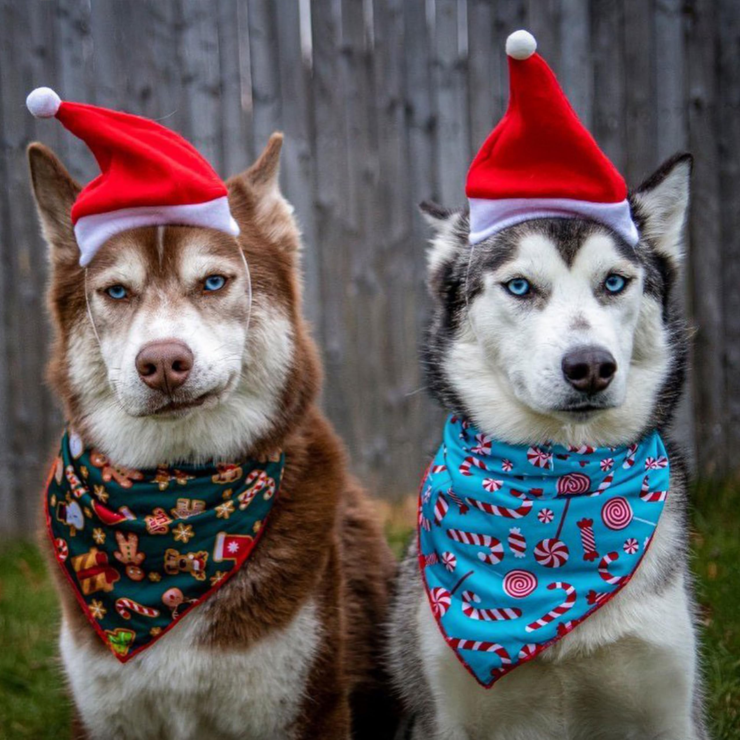 Odi Style Christmas Dog Hat - 2 Pack, Dog Santa Hat, Festive Christmas Holiday Outfit Costume Gifts For Dogs Cats, Holiday Pet Hat, Sliding Toggles For Best Fit