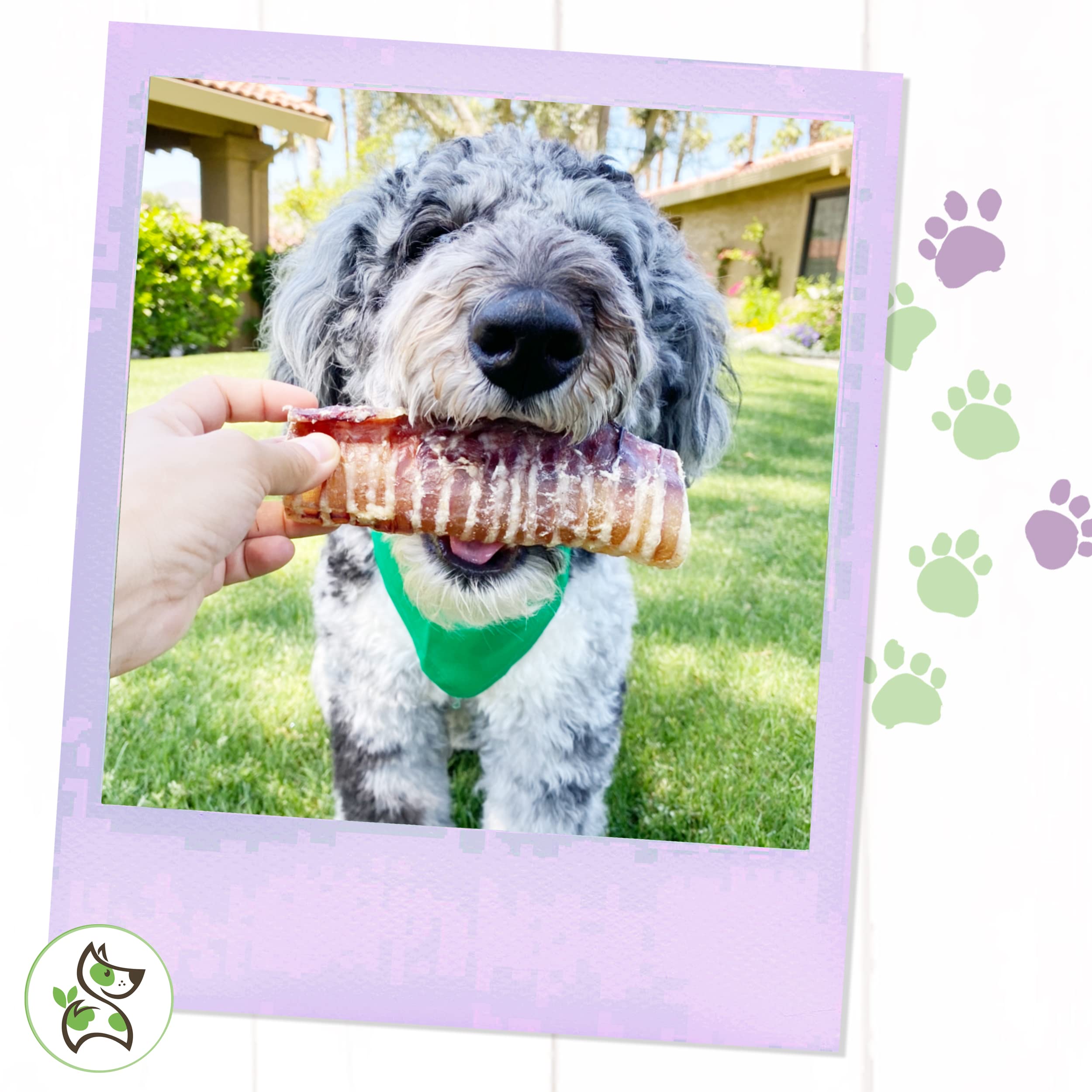 Nature Gnaws Beef Trachea Chews for Dogs 6 (6 Count) - Long Lasting Natural Crunchy Dog Chew Bones - Rawhide Free