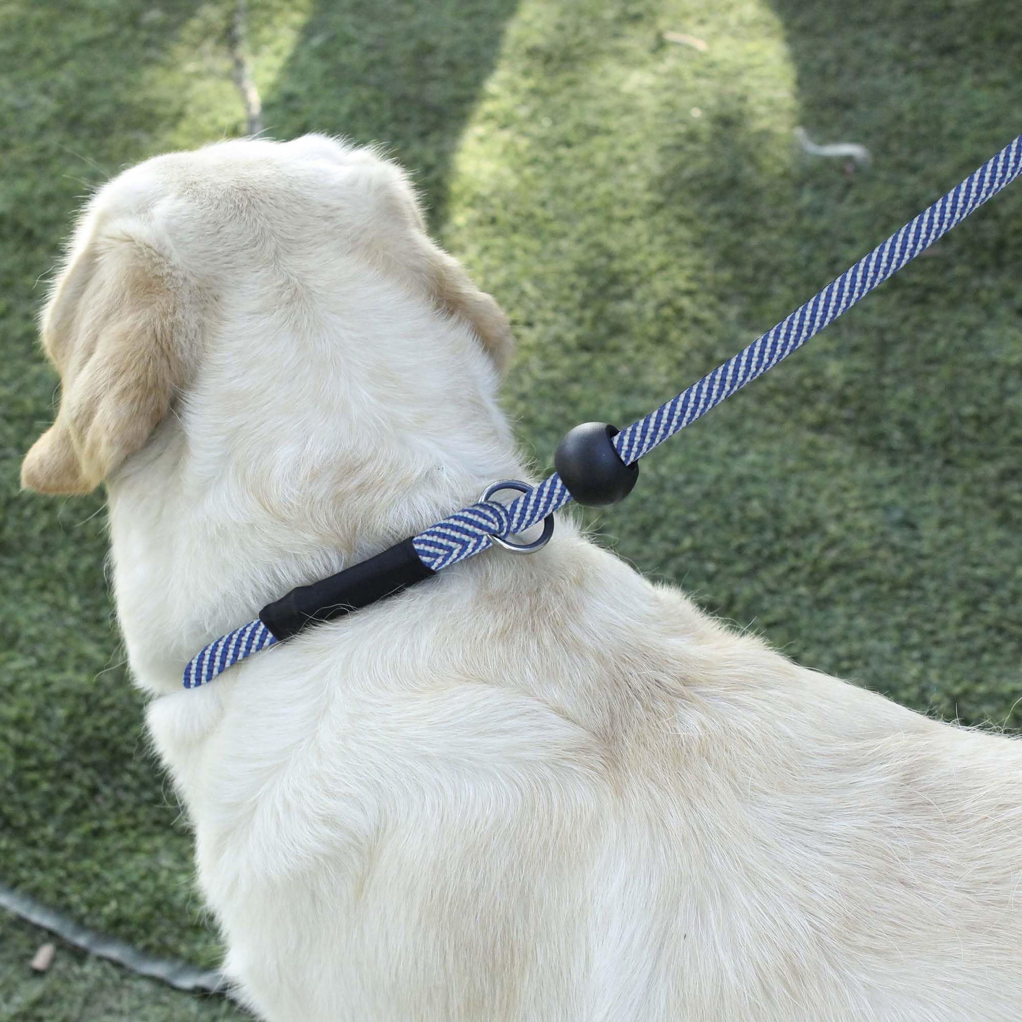 Hiado Slip Lead Dog Leash With Stopper Loop Rope Training No Pull For Small Medium Large Dogs 4Ft Blue White