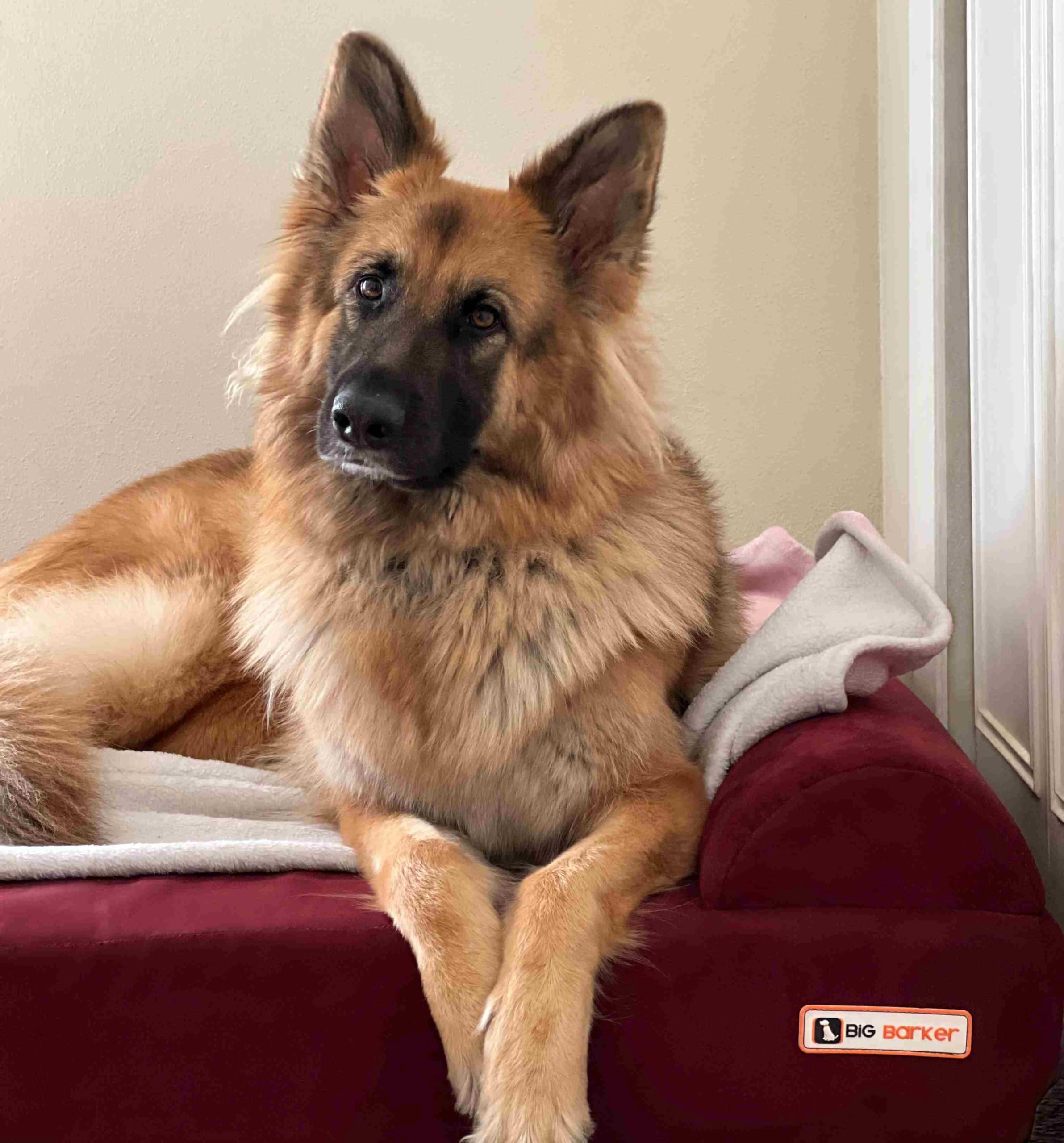 Barker Beds Extra Large Dog Sofa Bed (Xl, Burgundy) - 7 Thick Soft & Comfortable Orthopedic Cushion - Durable Extra Large Dog