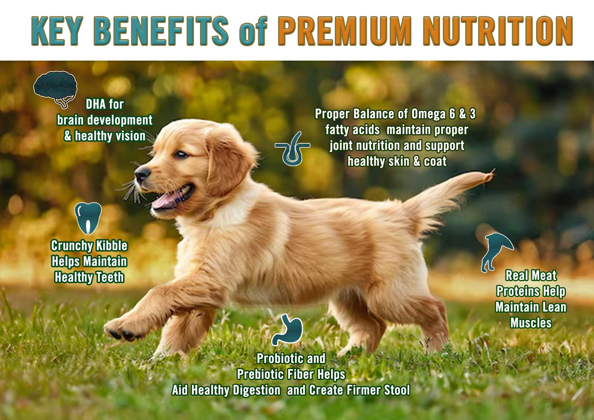 Chicken Soup for The Soul All Natural Premium Dry Puppy Food, Real Meat First Ingredient, No by-Products, Supports Brain Develop