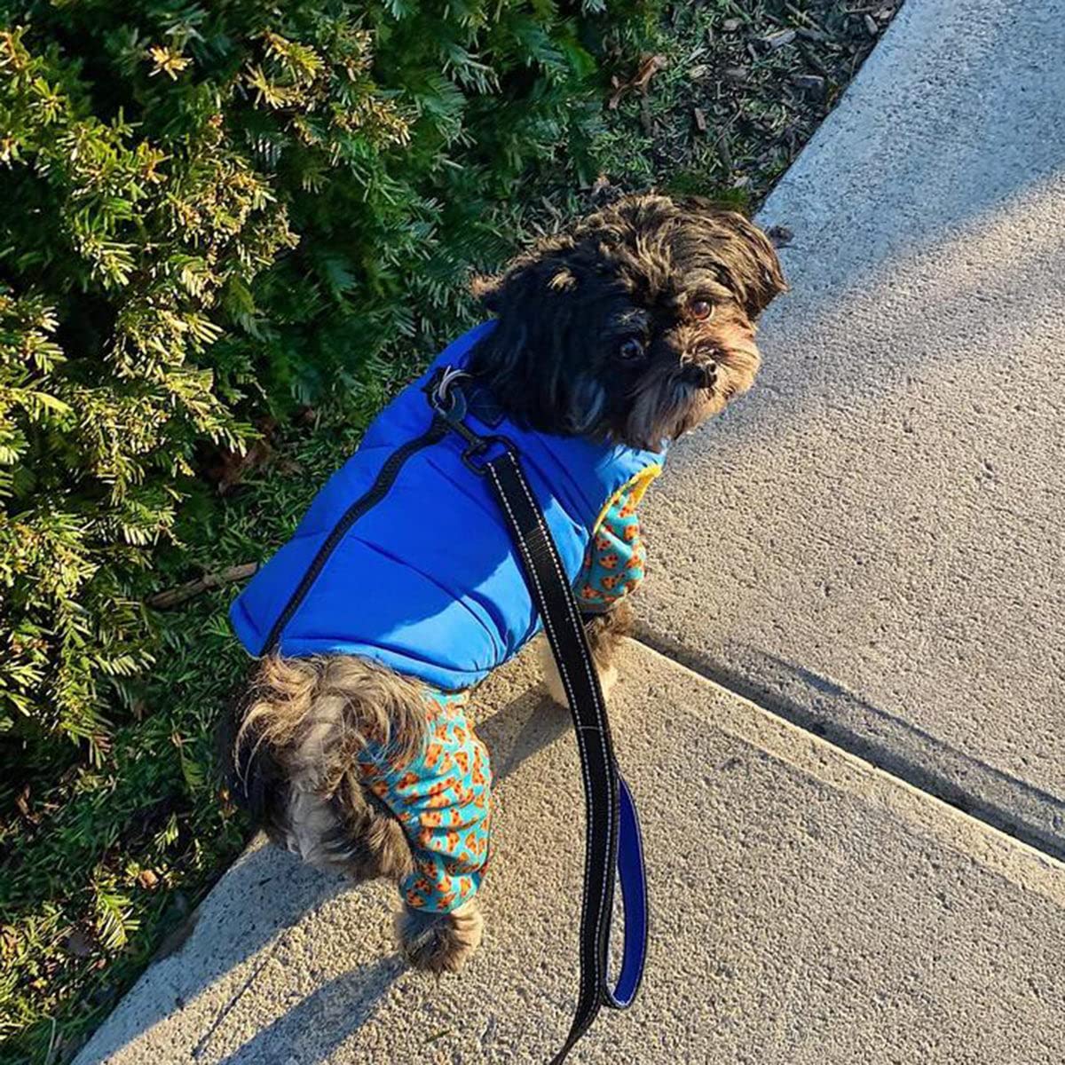 Gooby Padded Vest Dog Jacket - Solid Blue, Small - Warm Zip Up Dog Vest Fleece Jacket With Dual D Ring Leash - Winter Water Resi