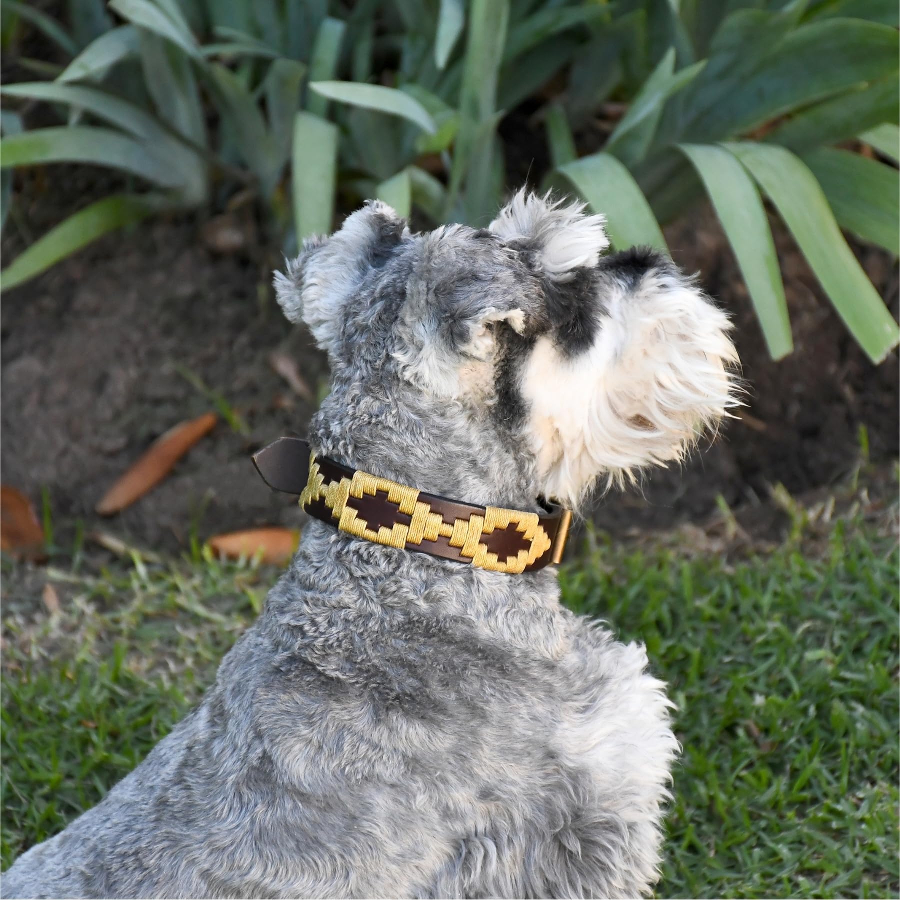 Gaucholife Polo Dog Collar Leather Hand-Stitched (Medium, Dorado)