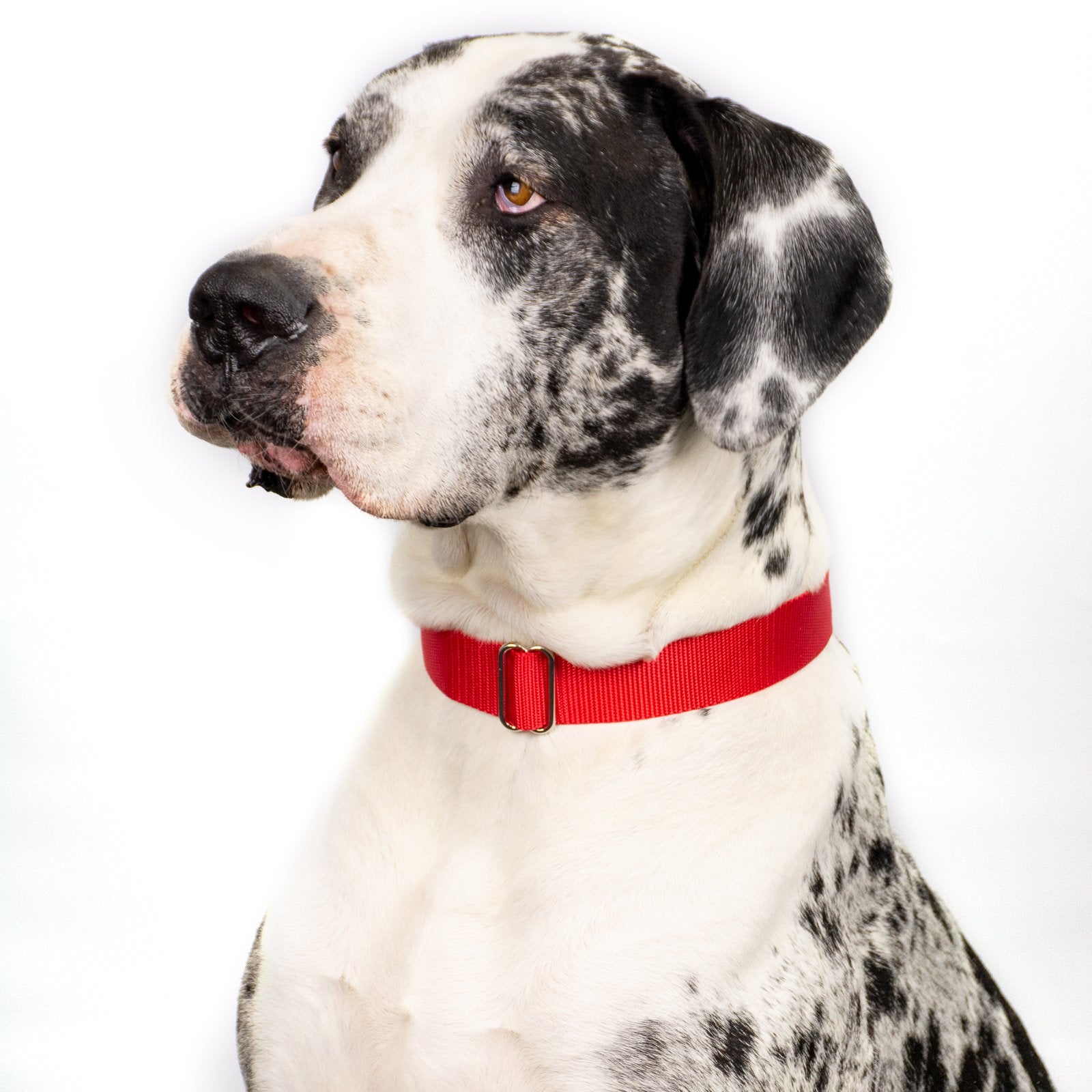 Country Brook Design - Vibrant 30+ Color Selection - Premium Nylon Dog Collar With Metal Buckle (Small, 3/4 Inch Wide, Red)